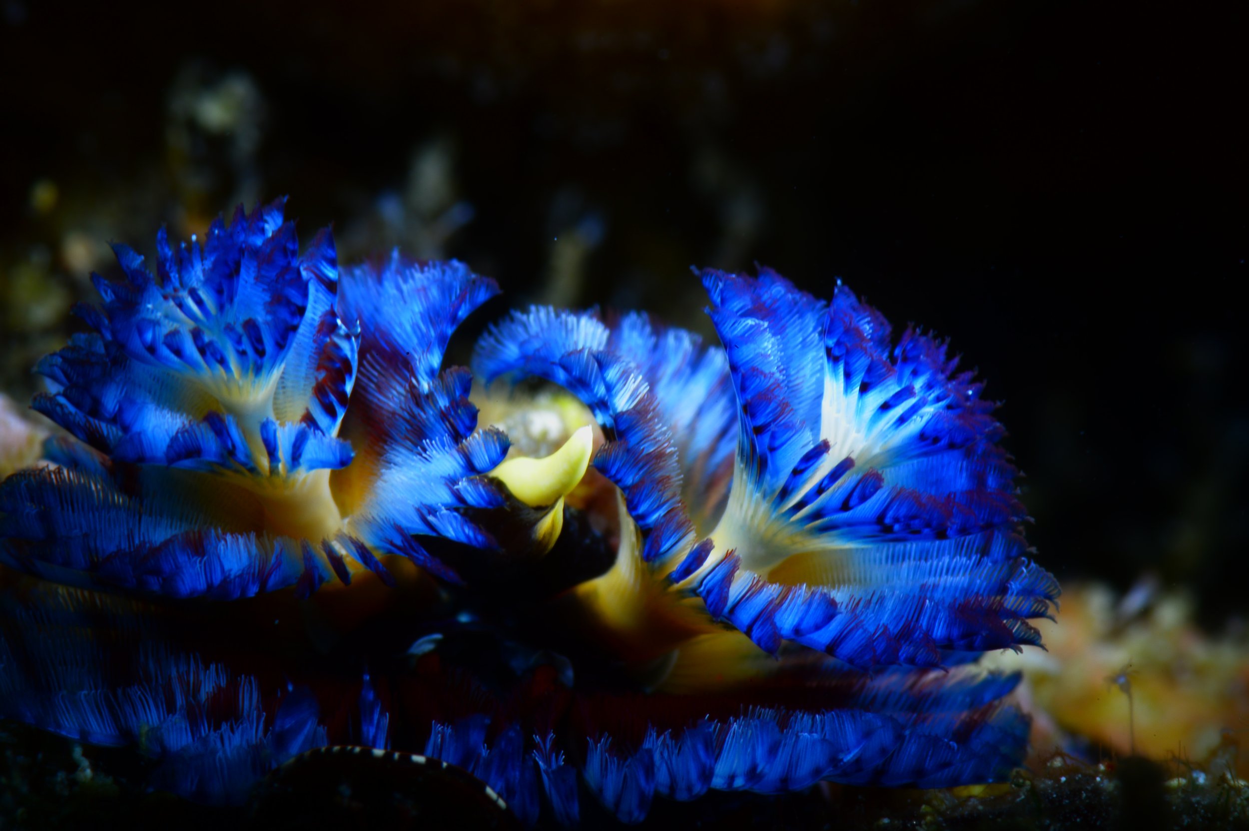 Colorful nudibranch sea slug with bright blue, yellow, and white markings on the ocean floor.