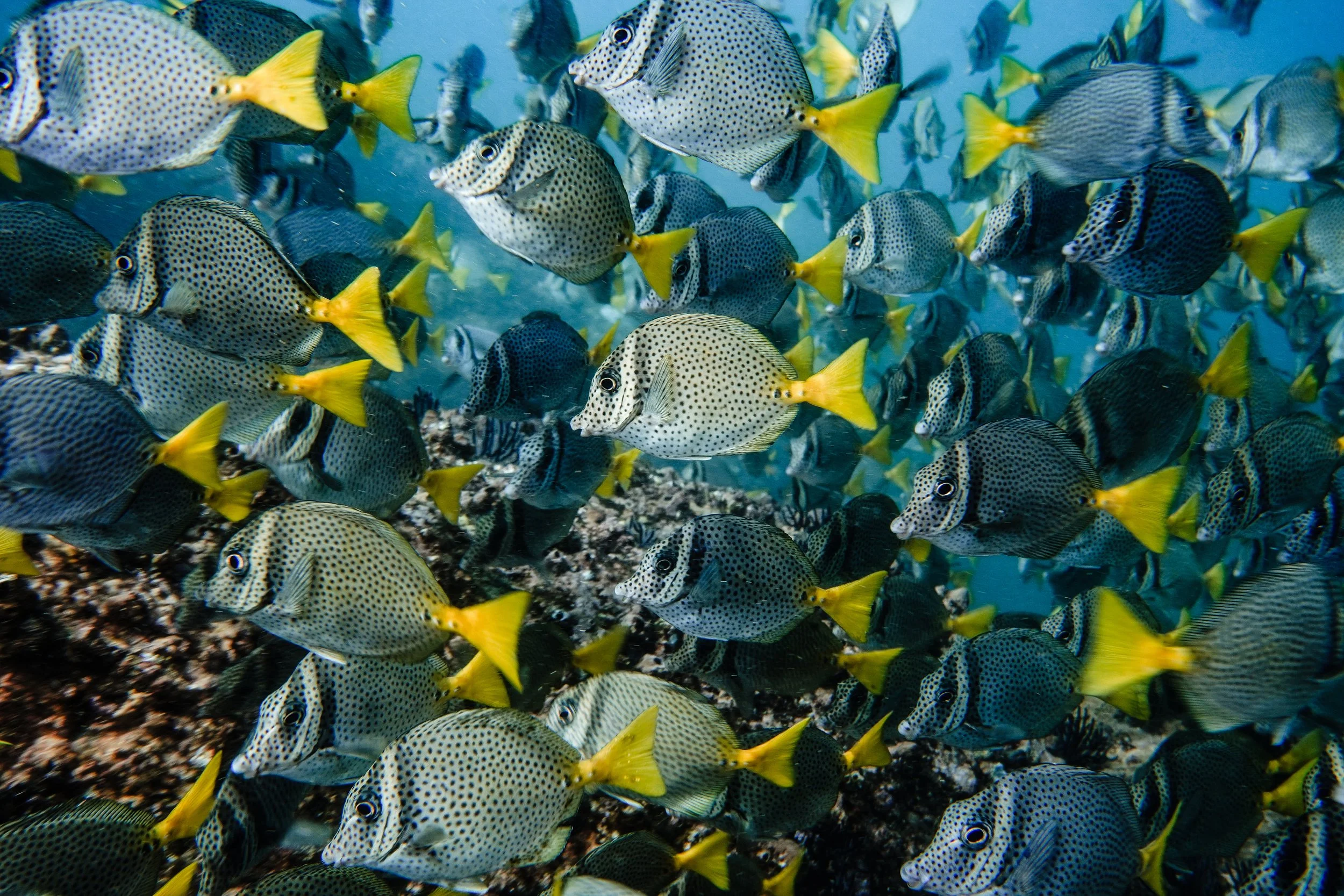 A large school of fish with yellow tails and spotted bodies swimming underwater over a rocky seabed.