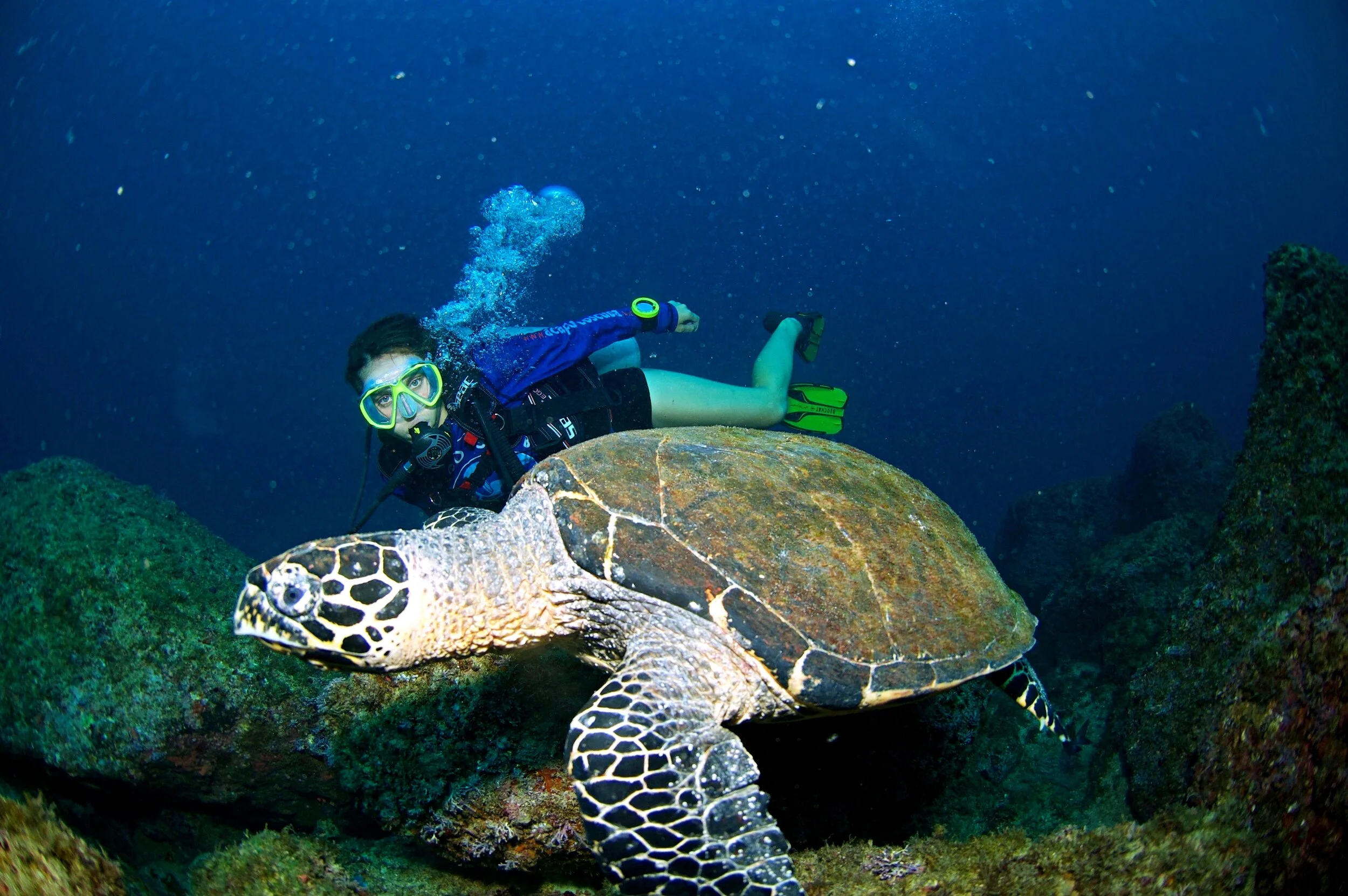 A diver snorkeling underwater next to a large sea turtle, surrounded by rocks and blue water.
