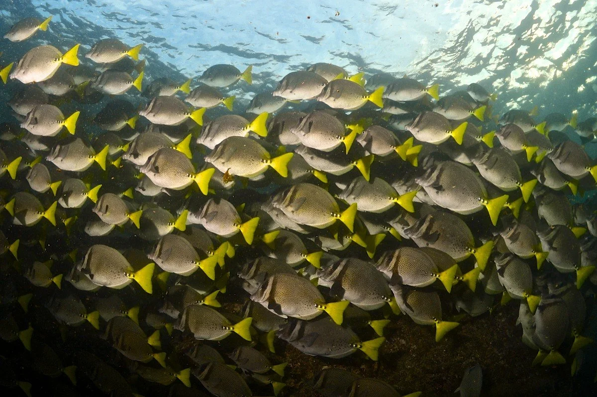 A school of fish with gray bodies and bright yellow tails swimming underwater.