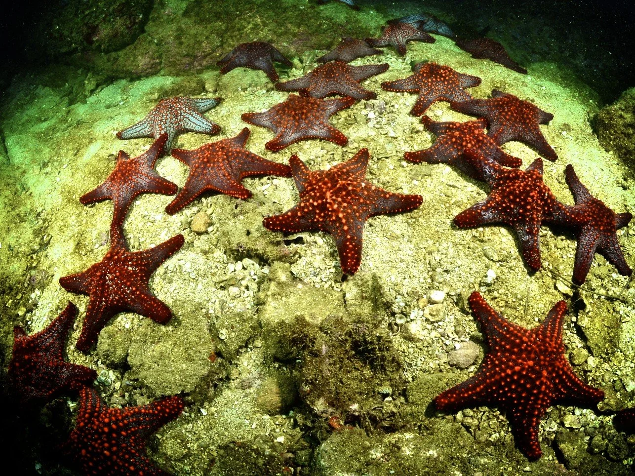 Numerous red starfish with orange and white spots clustered on a rocky ocean floor