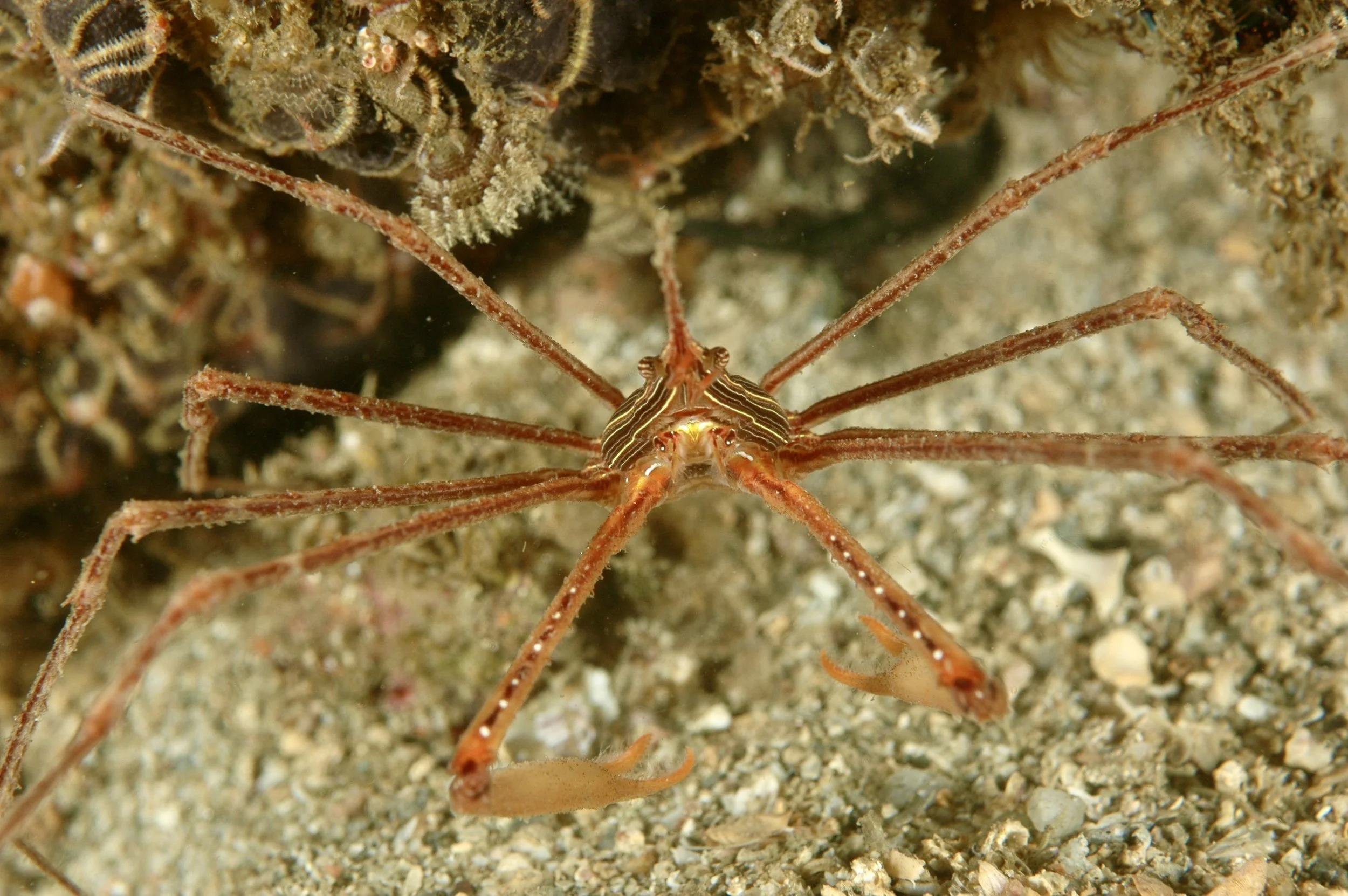 A close-up of a lonely orange and brown crab spider on sandy ocean floor with rocks and marine flora in the background.