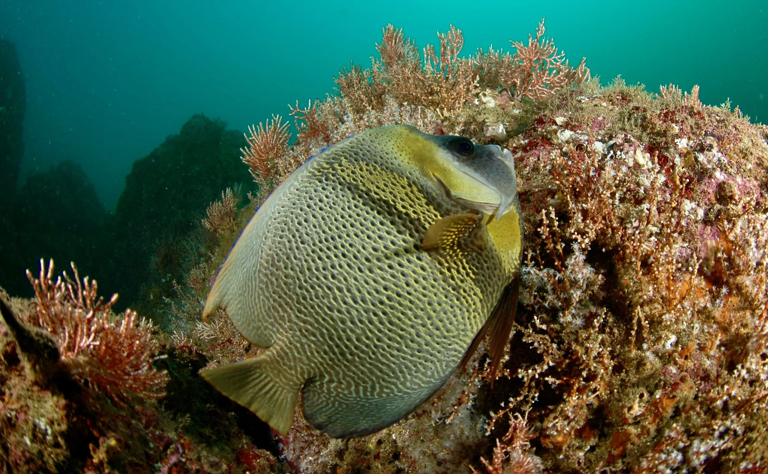 A yellow and gray fish with a rounded body swims among colorful coral and rocks underwater.