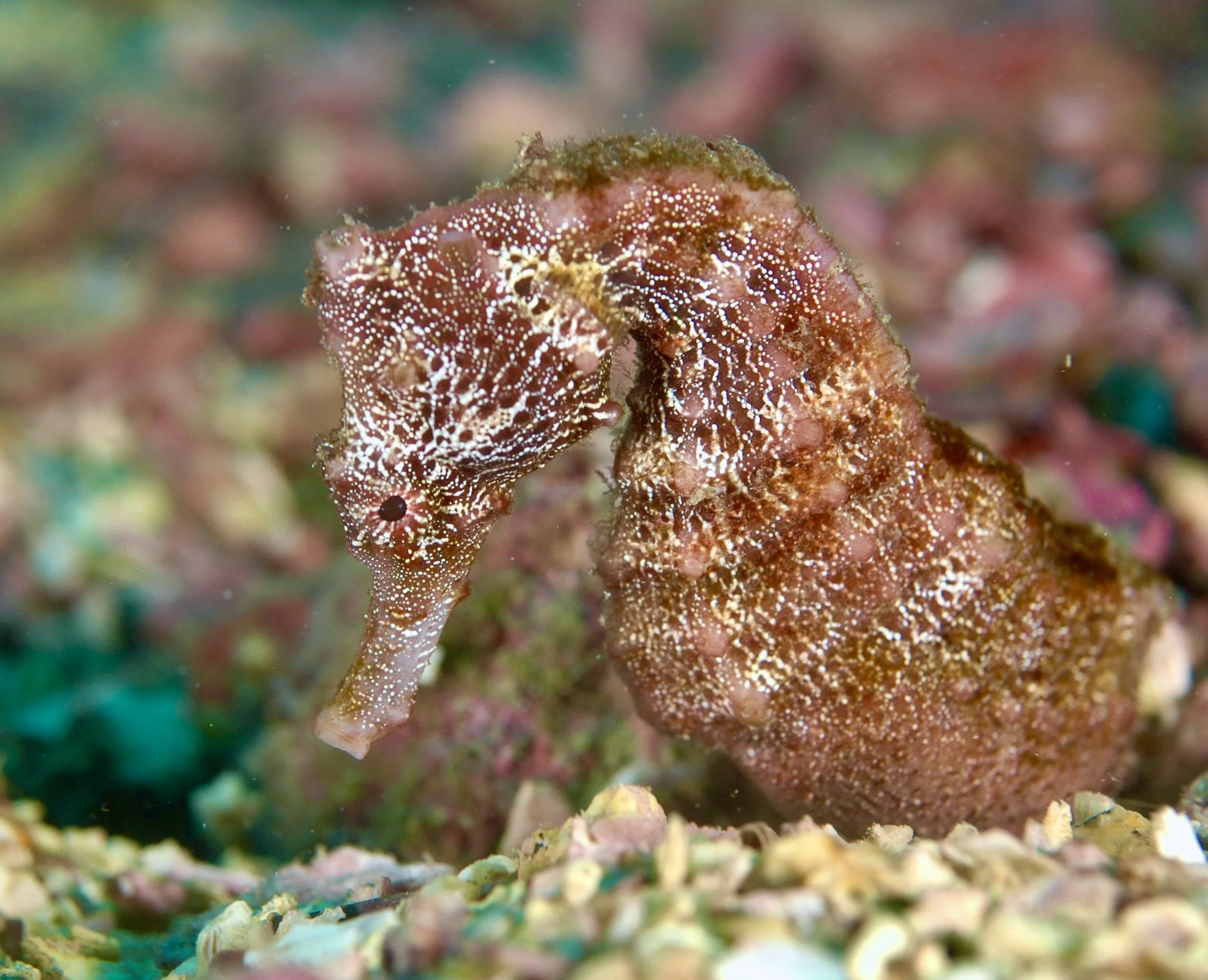 A seahorse camouflaged among coral and rocks