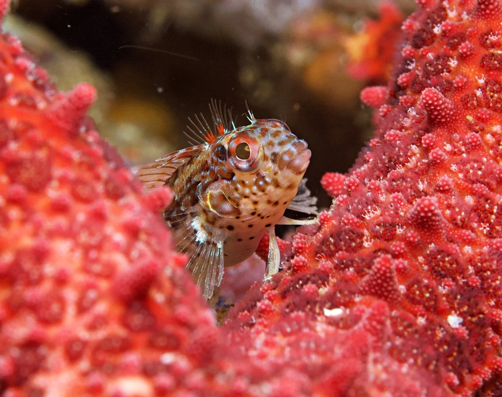 Small fish with brown and white spots between reddish coral formations in an underwater scene.
