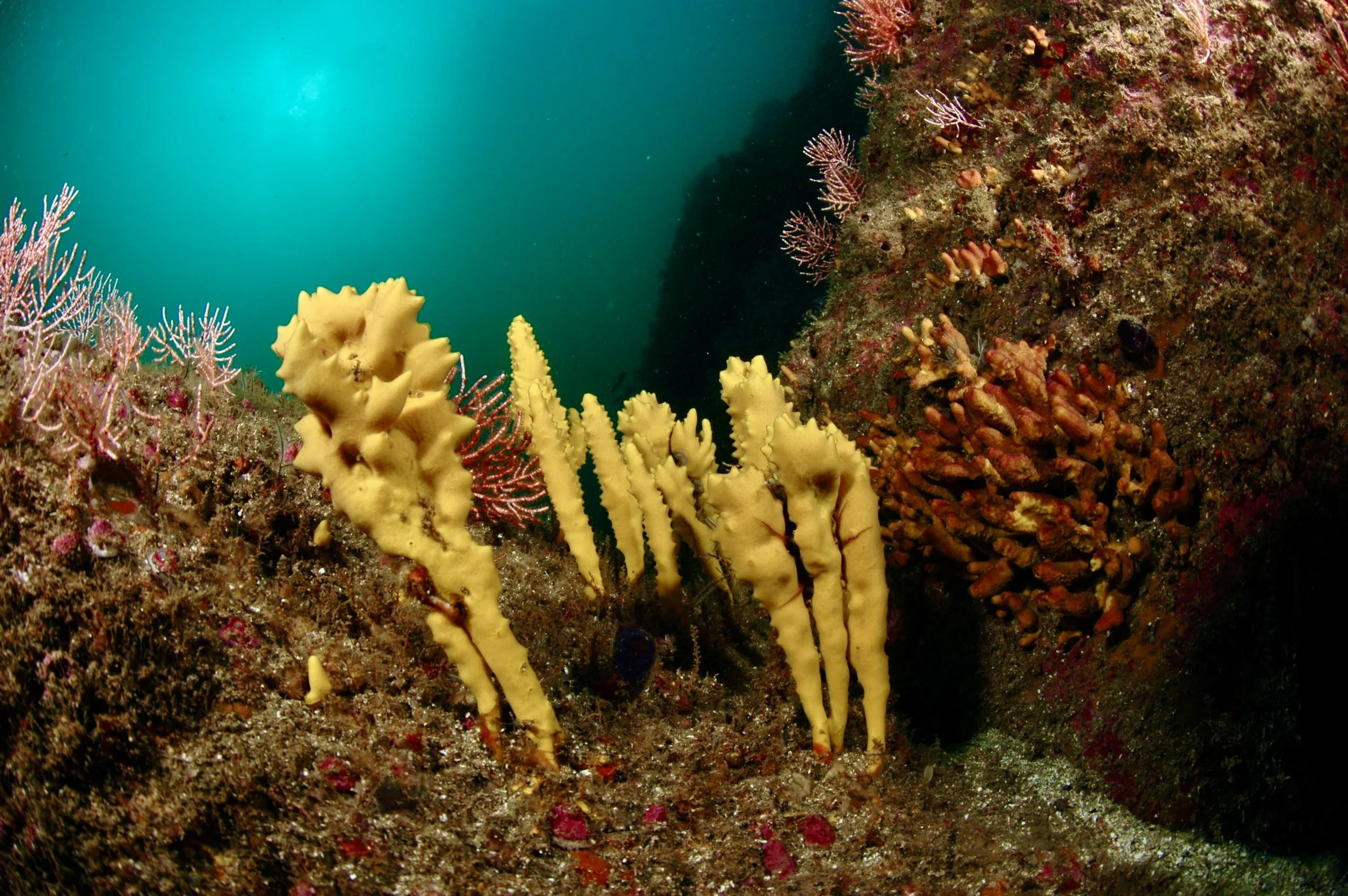 Underwater scene with yellow coral, pink and red sea fans, and a rocky background.