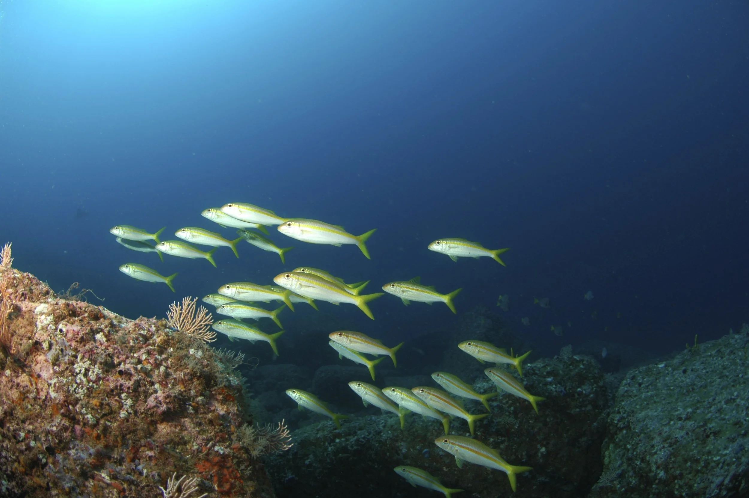 School of yellowish-green fish swimming above coral reef under blue ocean water.