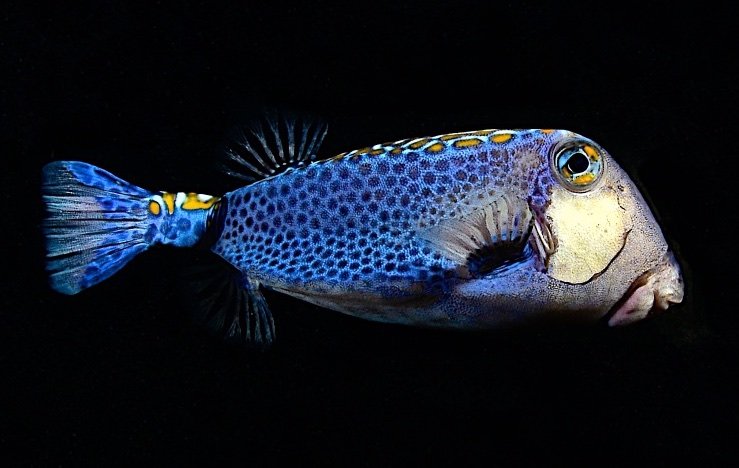 A colorful fish with blue and yellow markings swimming against a black background.