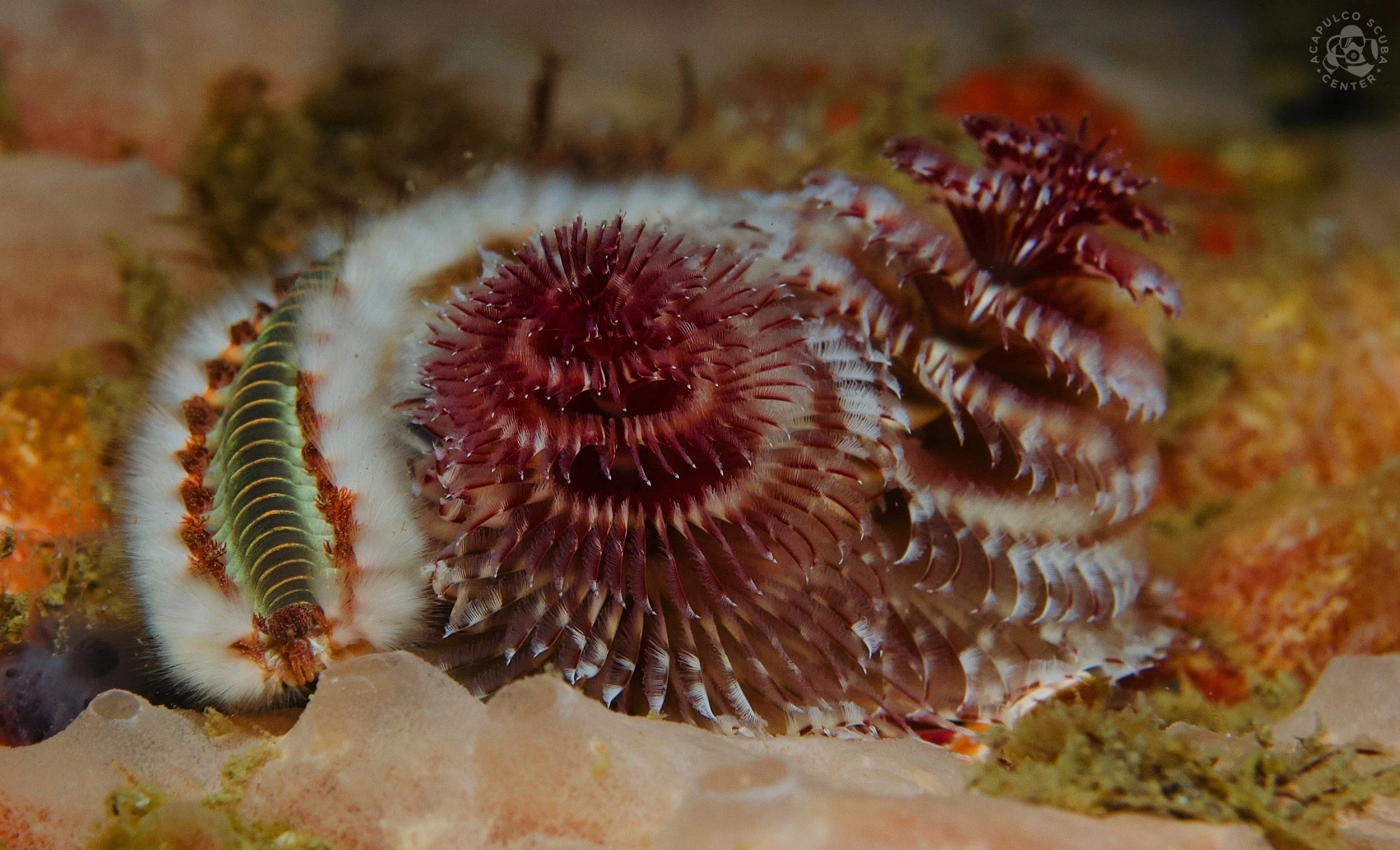 A close-up of a marine ecosystem featuring a white-beige worm with green and black stripes and reddish feather-like marine animals on the ocean floor.