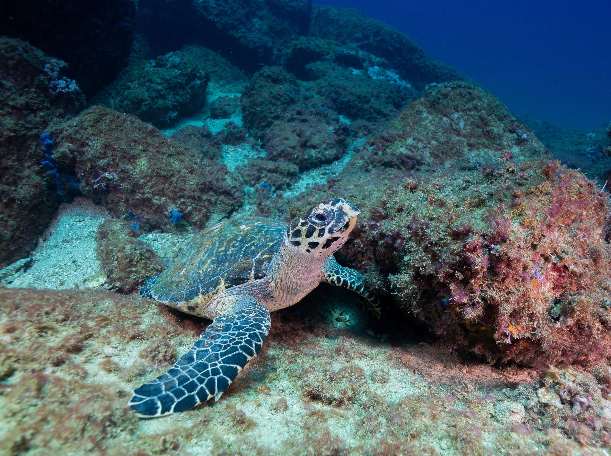 A sea turtle resting on the ocean floor among rocks and coral.