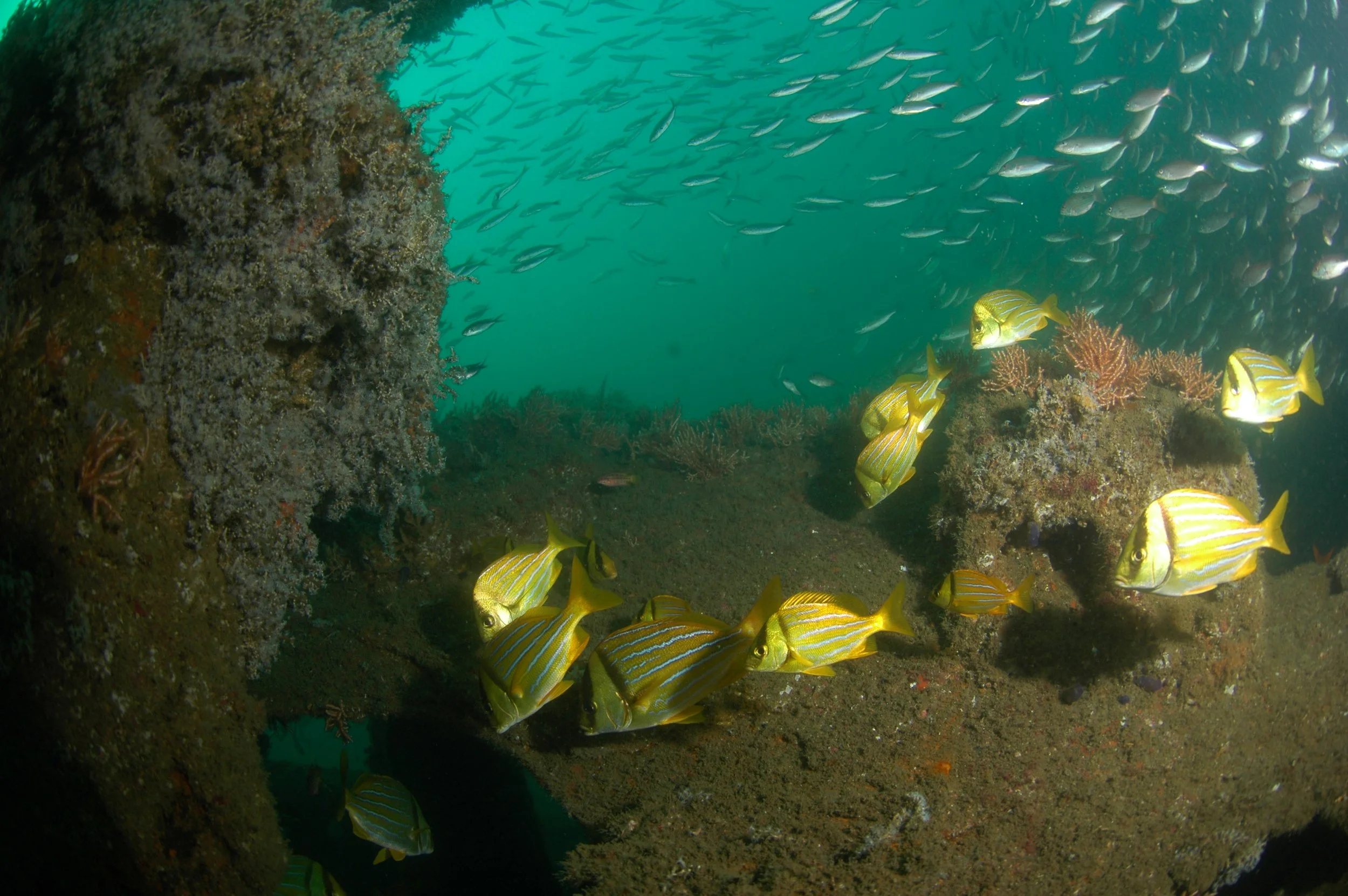 Underwater scene with school of yellow and blue striped fish swimming near rocks and coral.