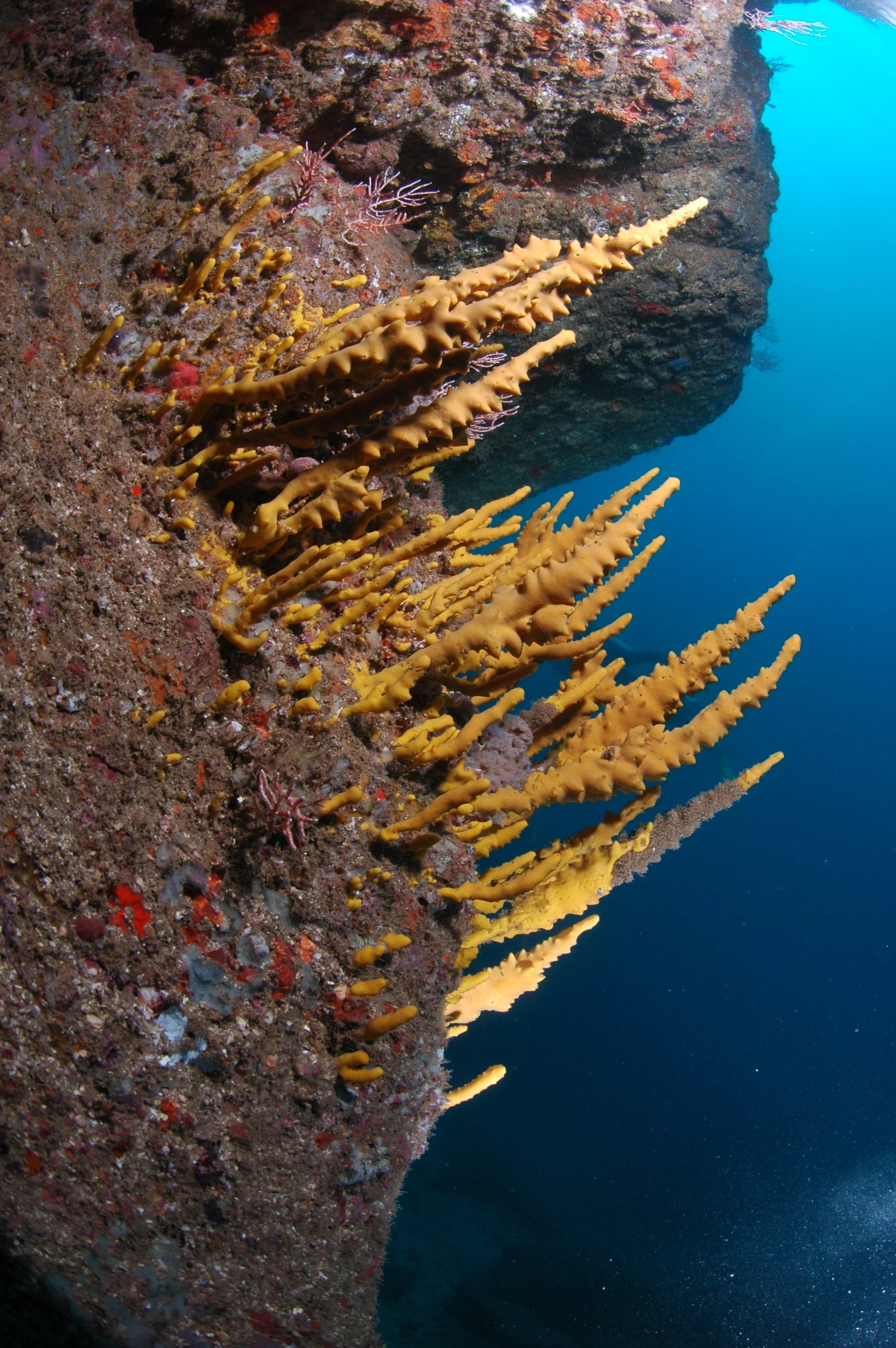 Underwater scene featuring yellow coral growing on a rock face with a deep blue ocean background.