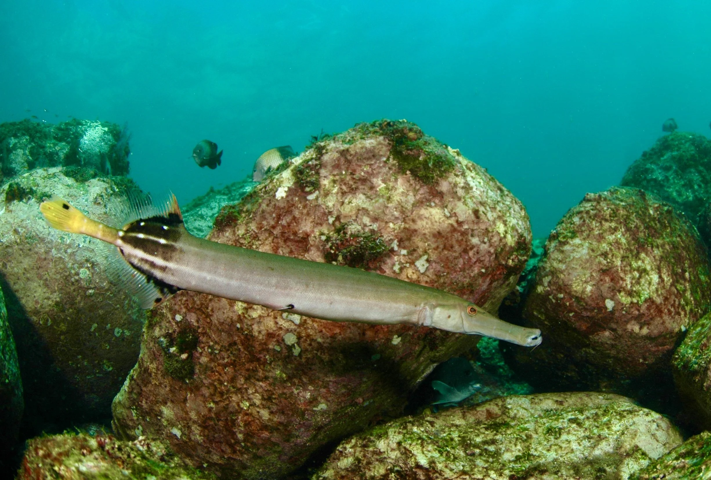 Underwater scene with a trumpetfish swimming among rocks and other fish in the background.