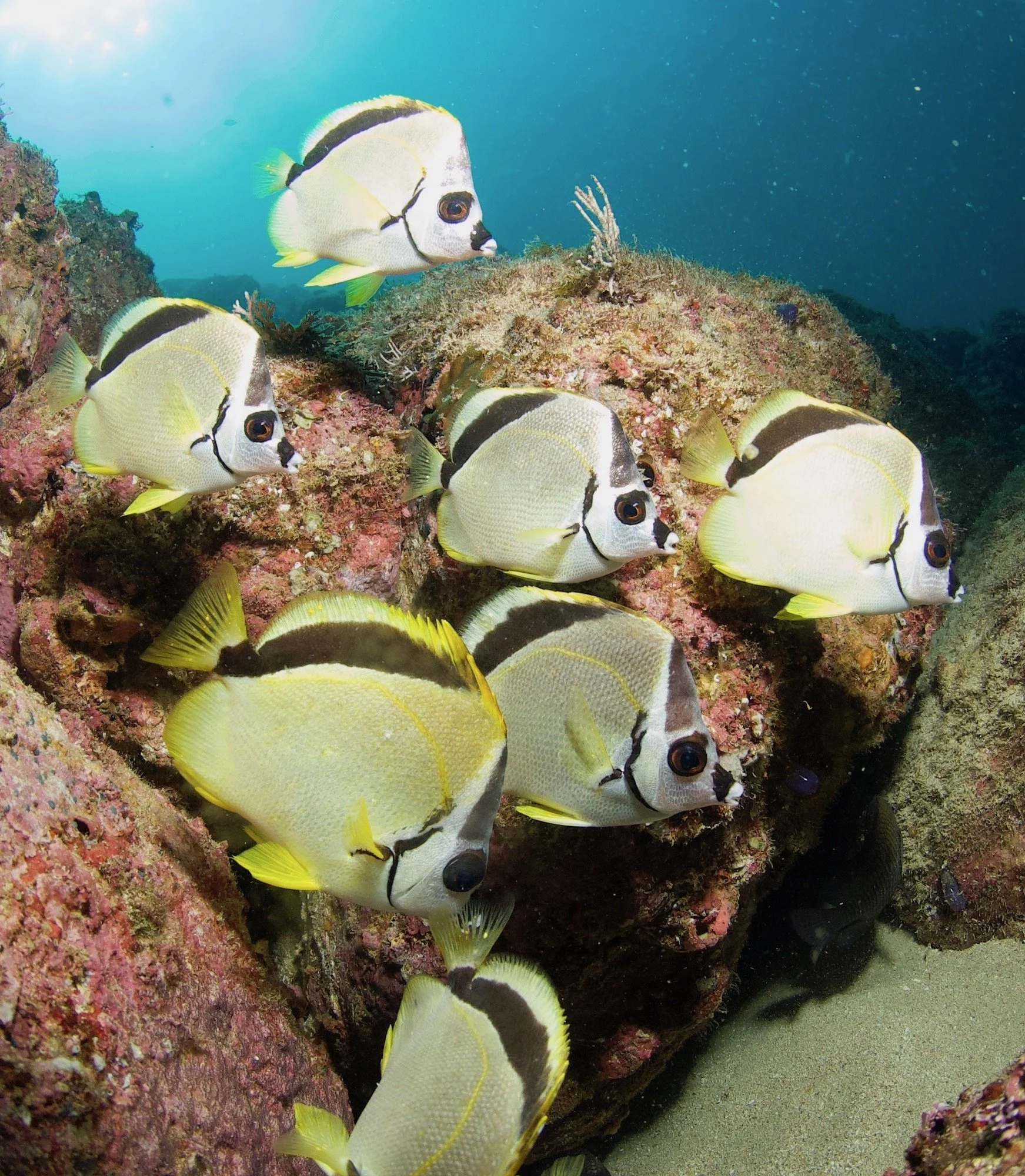 Group of yellow and black striped fish swimming near rocks underwater