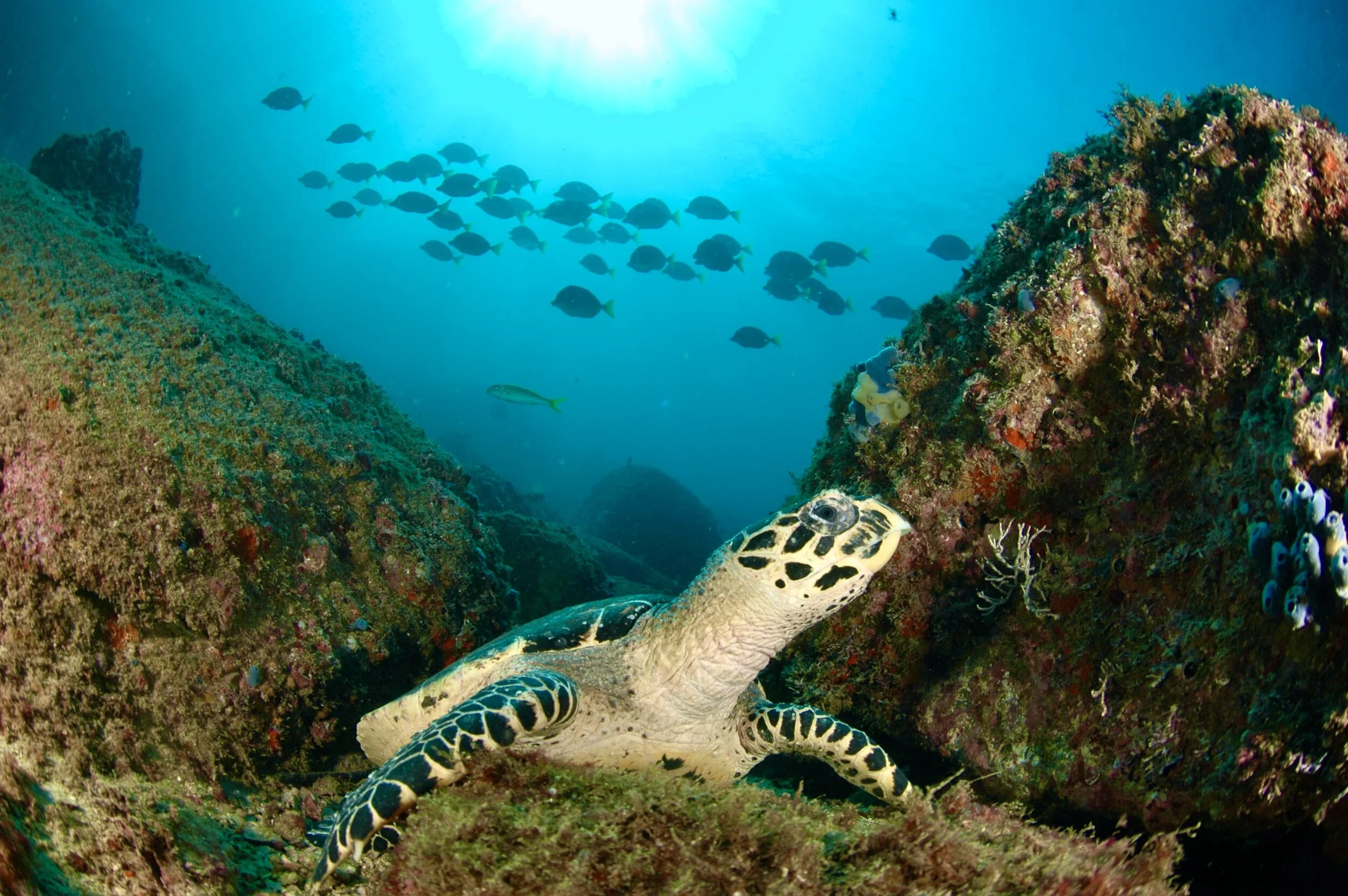 Underwater scene with a sea turtle resting among rocks, surrounded by colorful coral, with a school of fish swimming in the background.