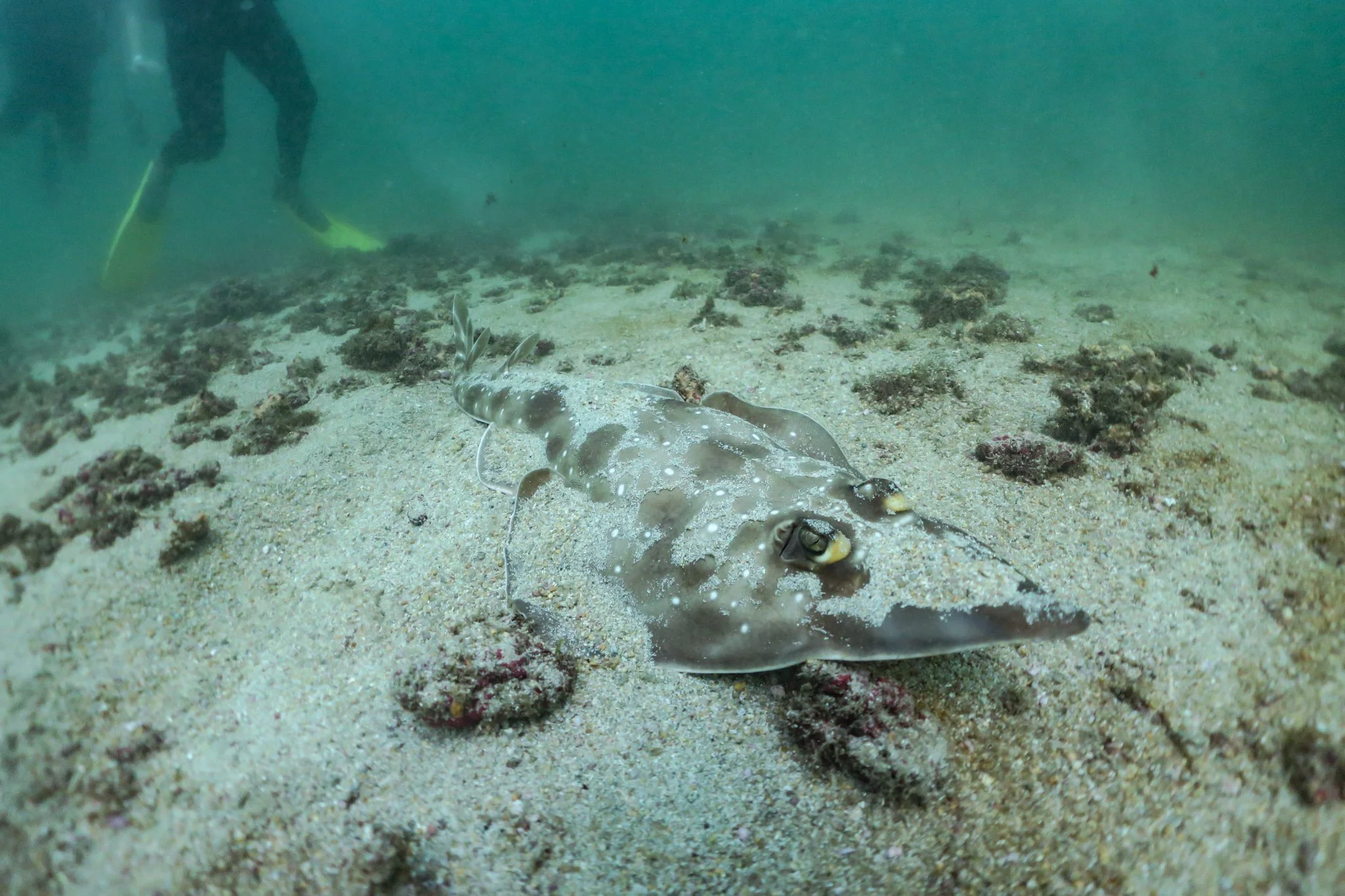 An underwater scene featuring a camouflaged speckled fish resting on sandy ocean floor with rocks and coral, and a diver in the background.
