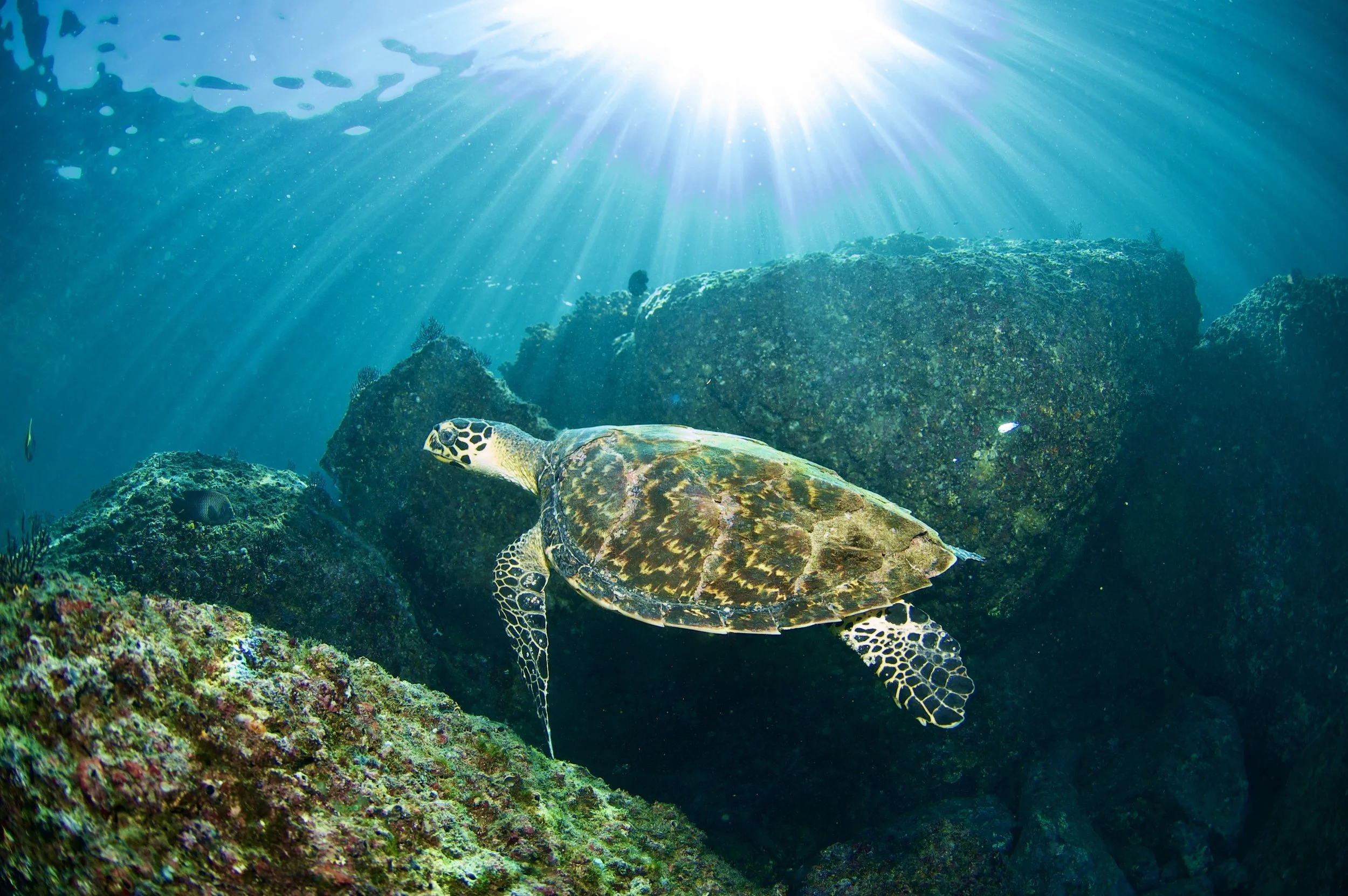 Sea turtle swimming underwater among rocks with sunlight streaming from above.