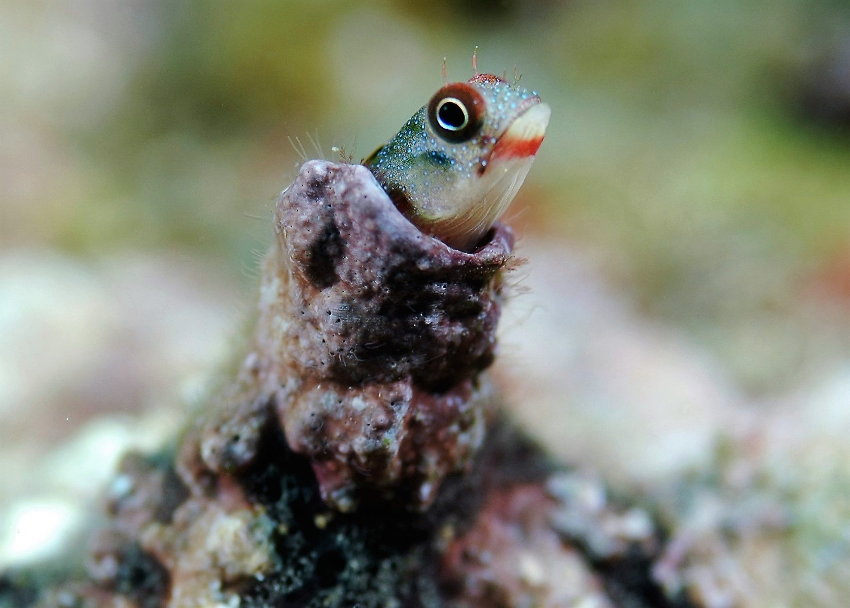 Close-up of a tiny fish with large eyes peeking out from a hole in a coral or rock underwater.