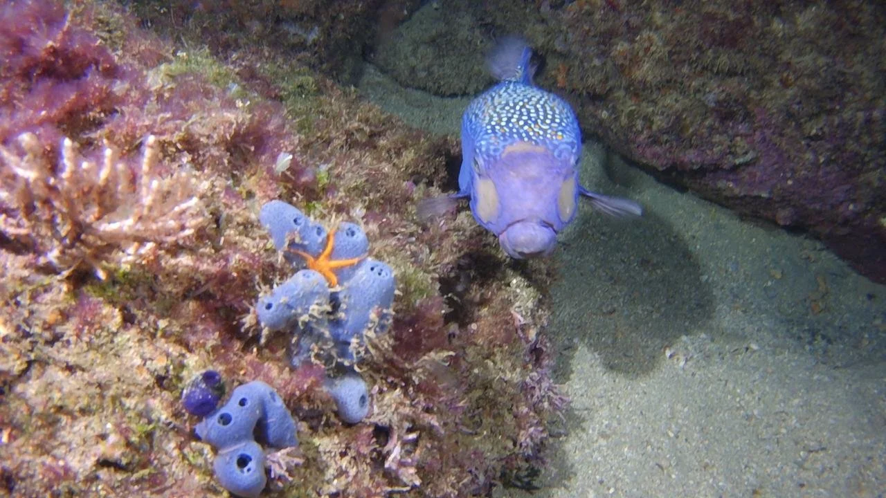 Underwater scene with a large blue fish and small purple fish with orange markings near coral and rocks.