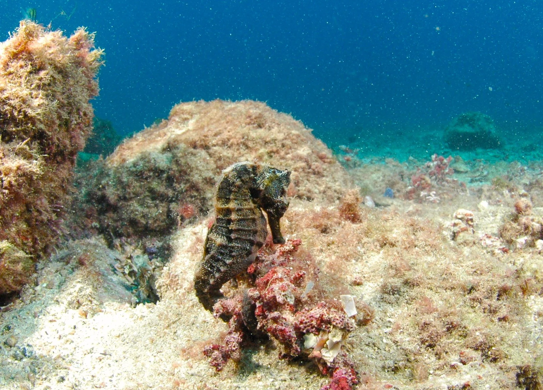 A seahorse clinging to a pink coral on the ocean floor with rocks and sand.
