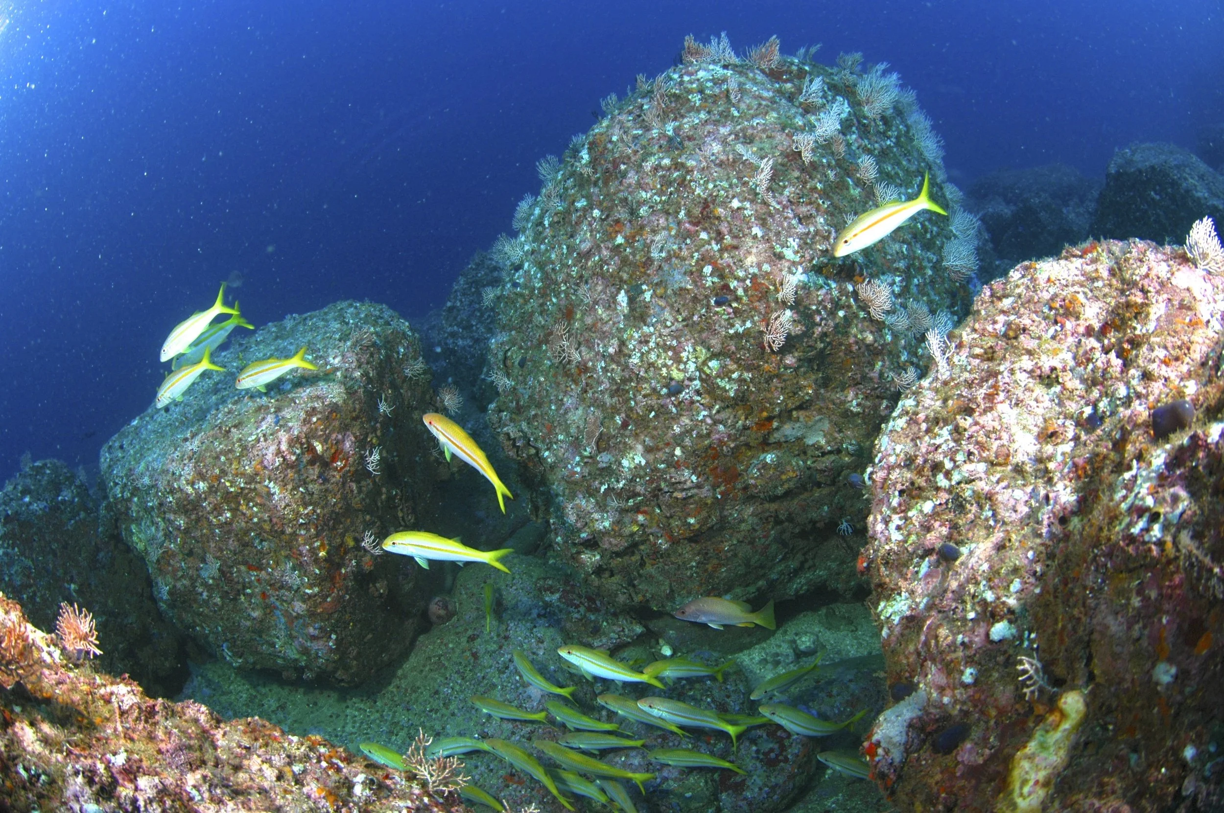 Underwater scene with colorful coral and rocks, and a school of yellow and silver fish swimming around the rocks.