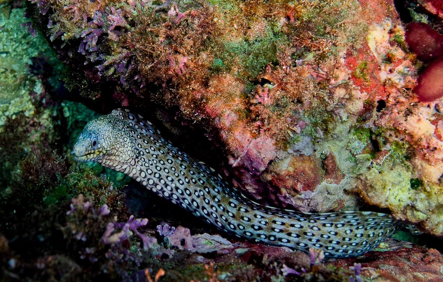 A spotted eel resting among coral and marine plants on a vibrant underwater reef.