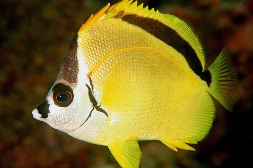 Yellow and black tropical fish with distinctive markings underwater.