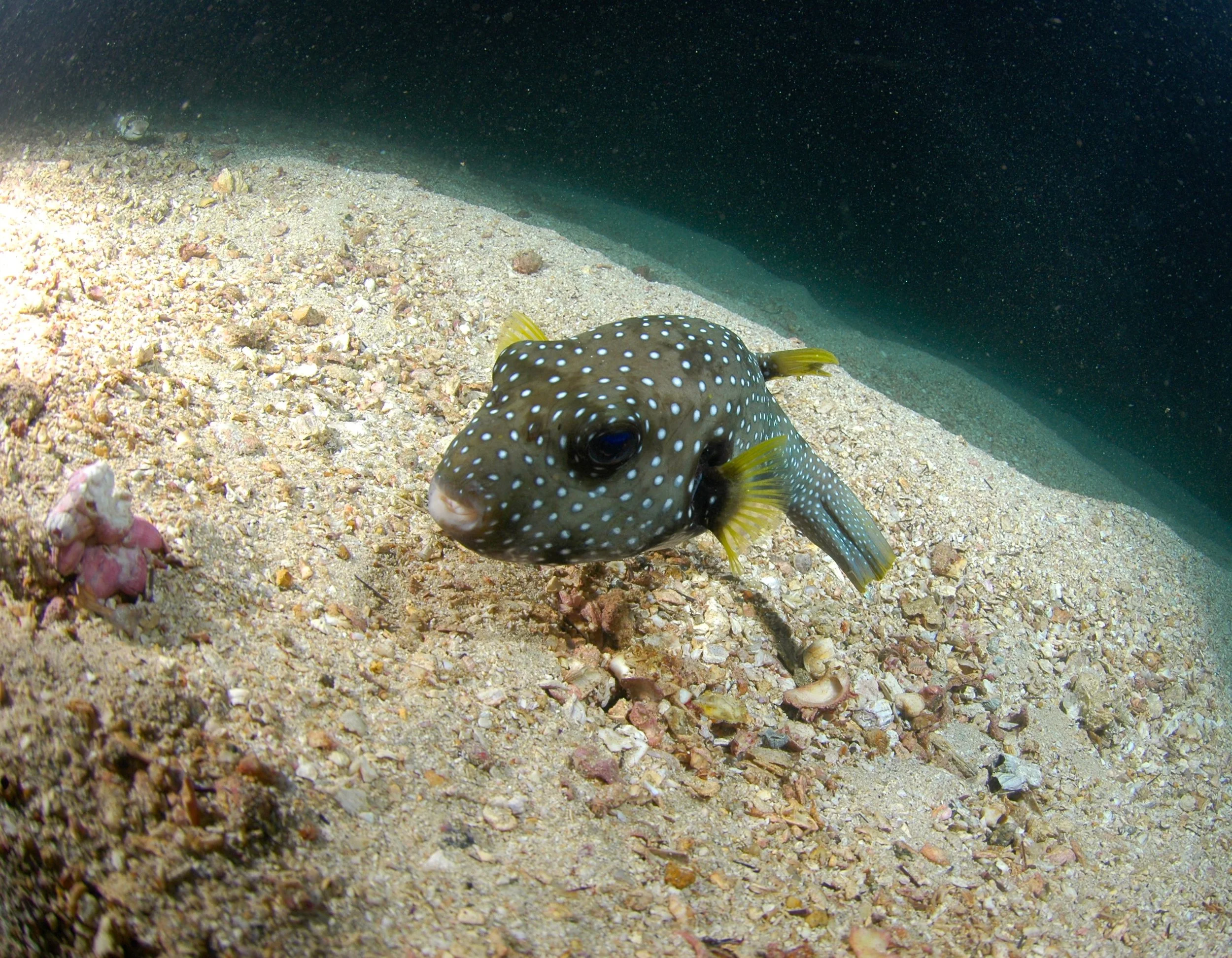 A small fish with dark brown skin and white spots, swimming close to sandy ocean floor