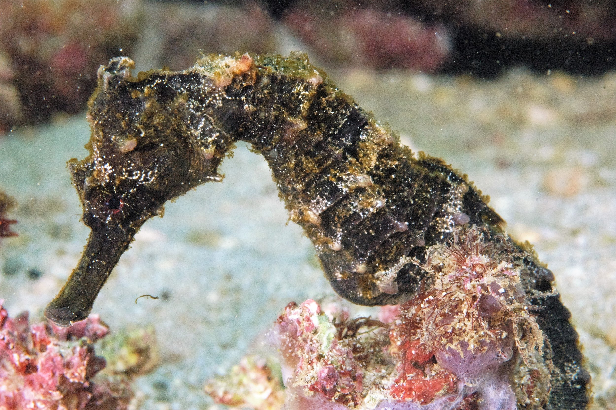 Close-up of a camouflaged seahorse blend into the sandy ocean floor with coral and small marine organisms.