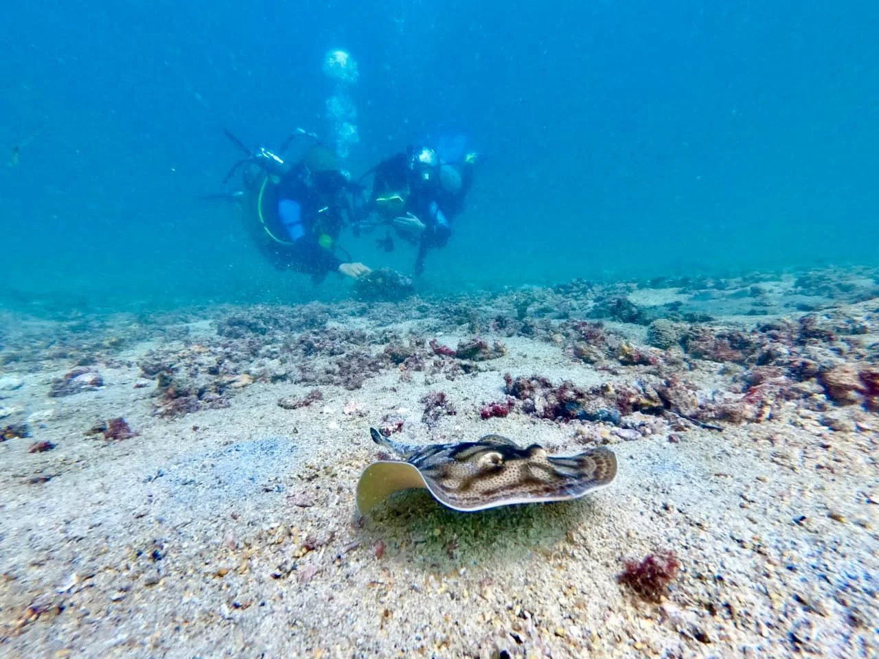 Underwater scene with two scuba divers in the background and a small octopus on the sandy ocean floor in the foreground.