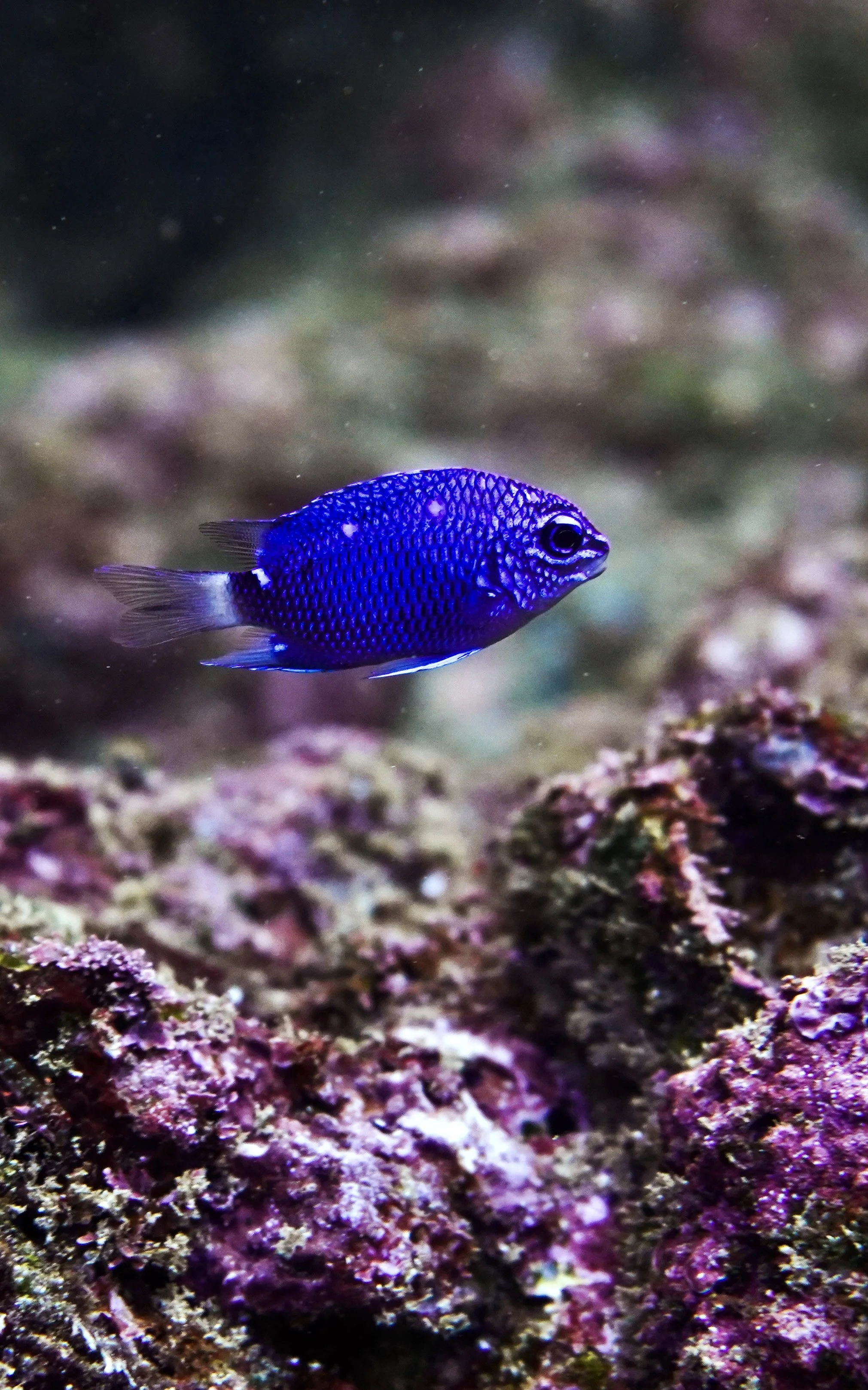 A small, vibrant blue fish swimming near coral in the ocean.