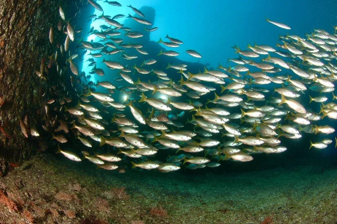 A school of fish swimming underwater near a rocky surface.