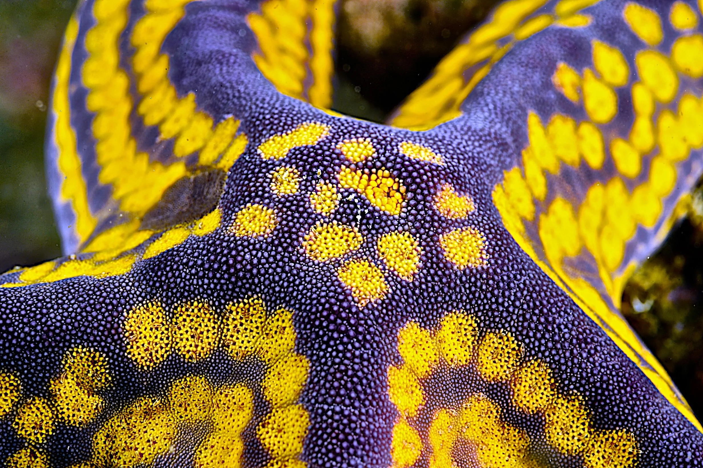 Close-up of a colorful starfish with purple and yellow textured skin and yellow spots.