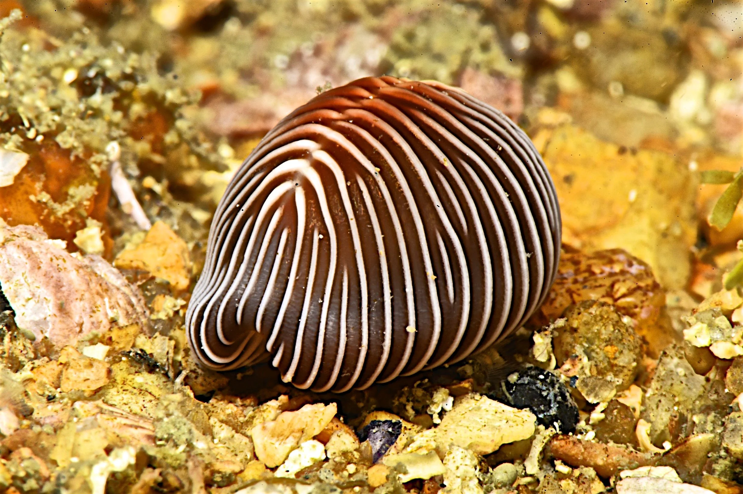 Close-up of a small, rounded, dark brown seashell with white stripes, lying on a bed of mixed small rocks, sand, and debris on the ocean floor.
