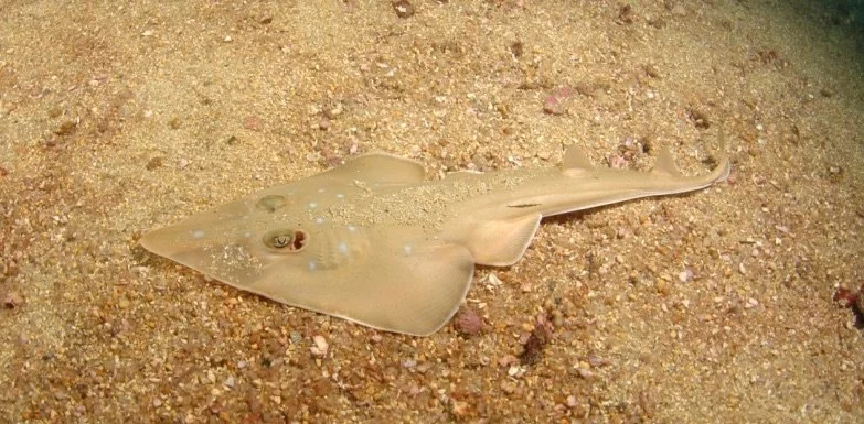 Flatfish lying on sandy ocean floor