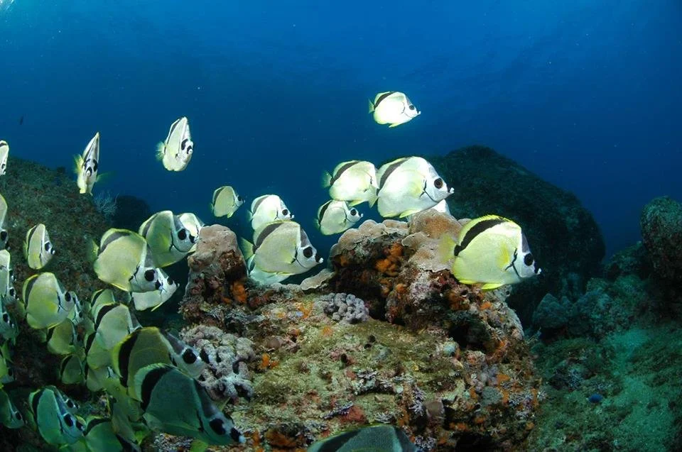 School of yellow and black Picasso triggerfish swimming around coral reef.