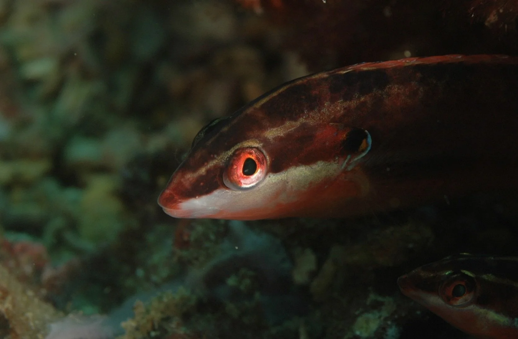 Close-up of a fish with red and brown coloration, swimming near coral underwater, with another similar fish in the background.