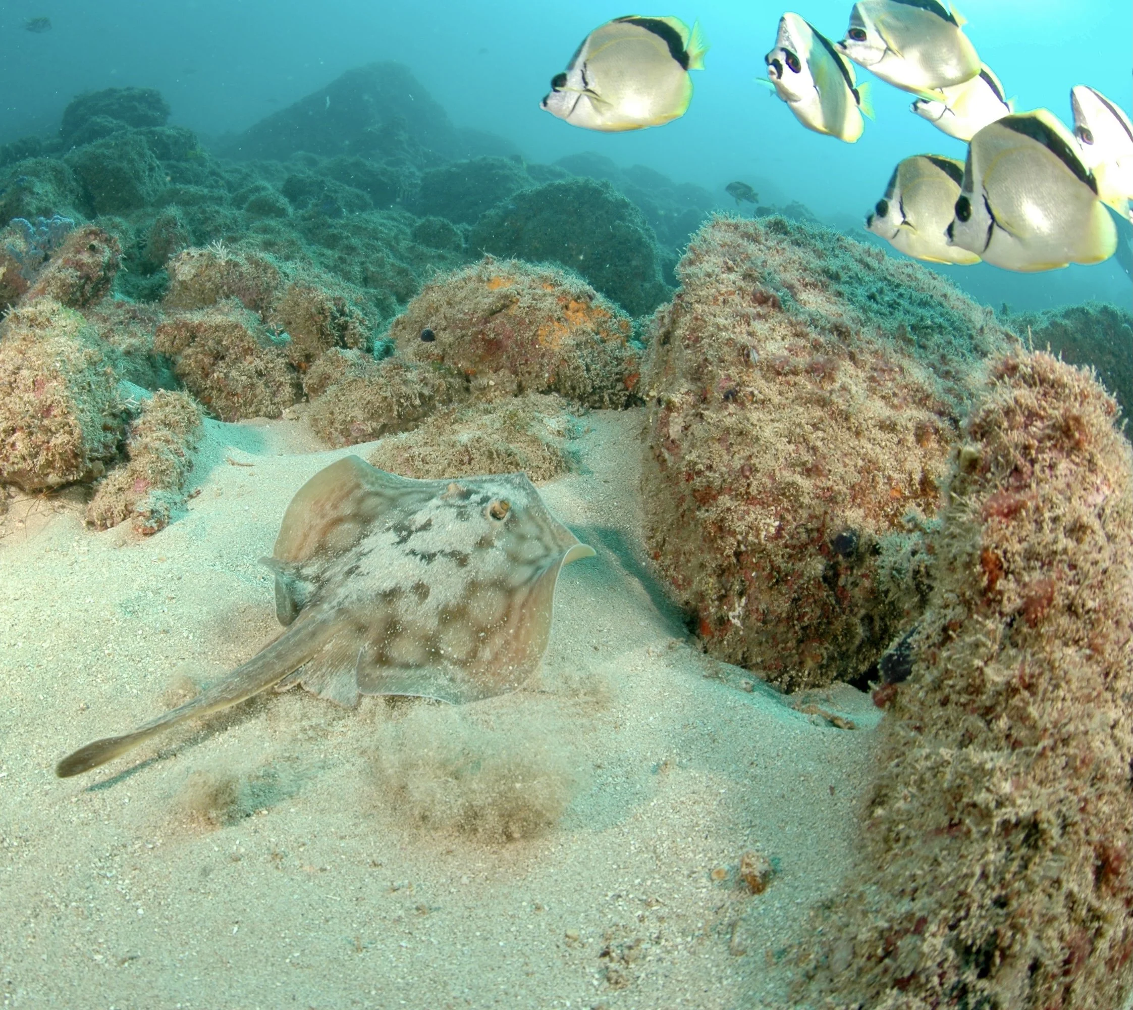 Underwater scene with a camouflaged flatfish on sandy ocean floor, surrounded by rocks and coral, with a group of yellow and black fish swimming above.