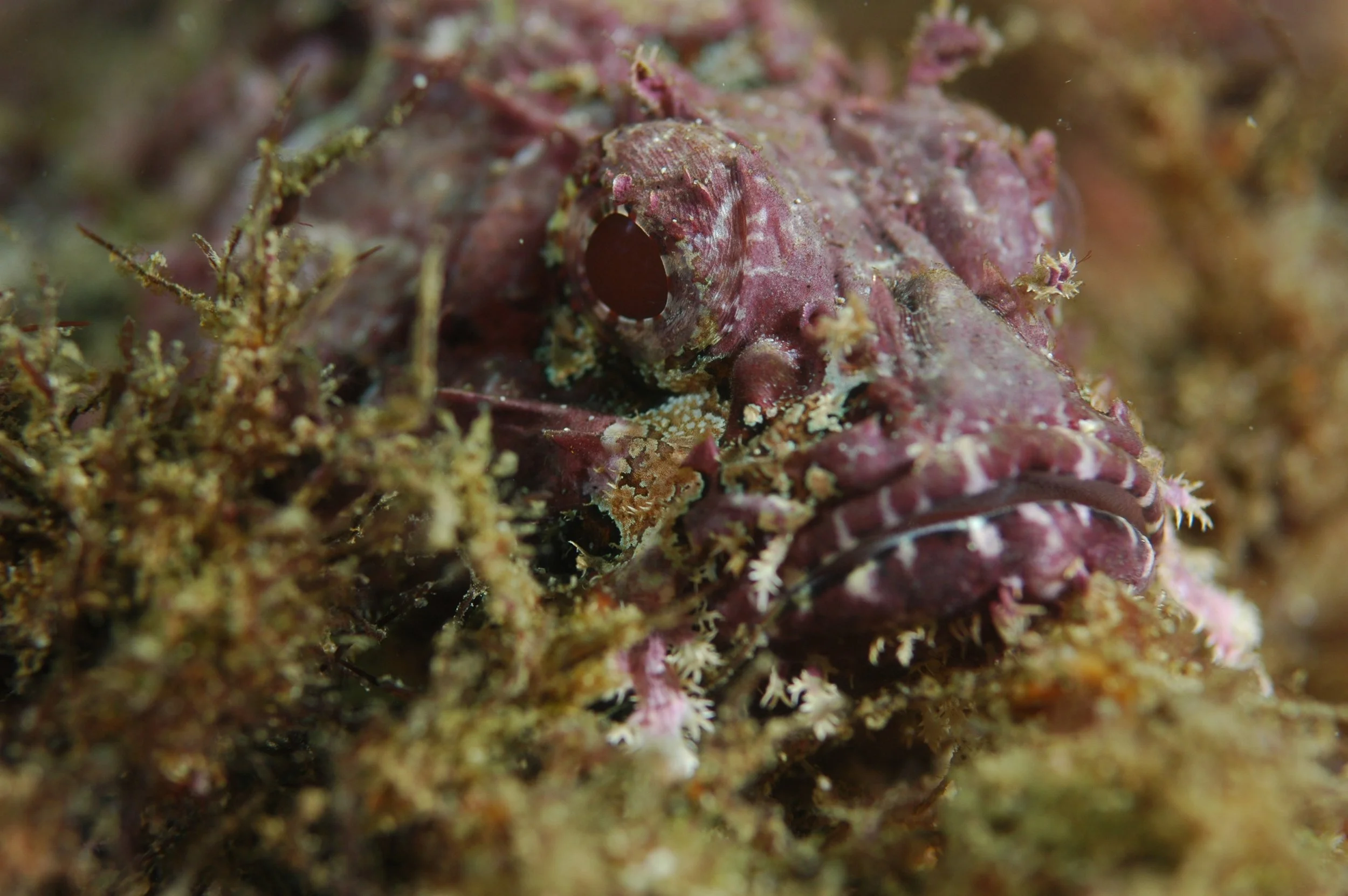 A camouflaged marine fish with a textured, pinkish body and large, dark eyes, blending into its coral and algae surroundings.