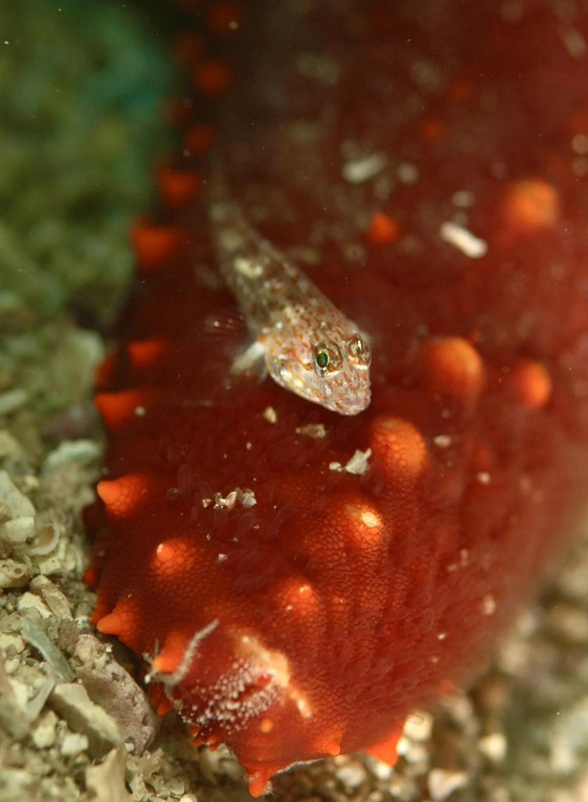A small fish with a speckled pattern on its body, near a red sea star with orange tips on its arms, in an underwater scene.