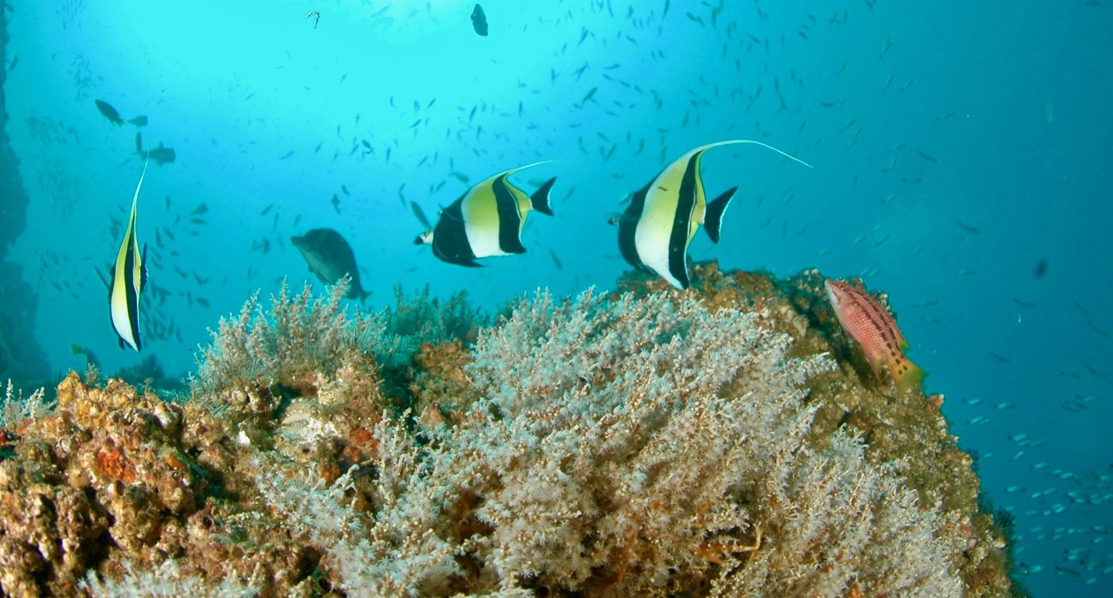 Underwater scene with coral reef, angelfish, and a school of smaller fish swimming in the background.