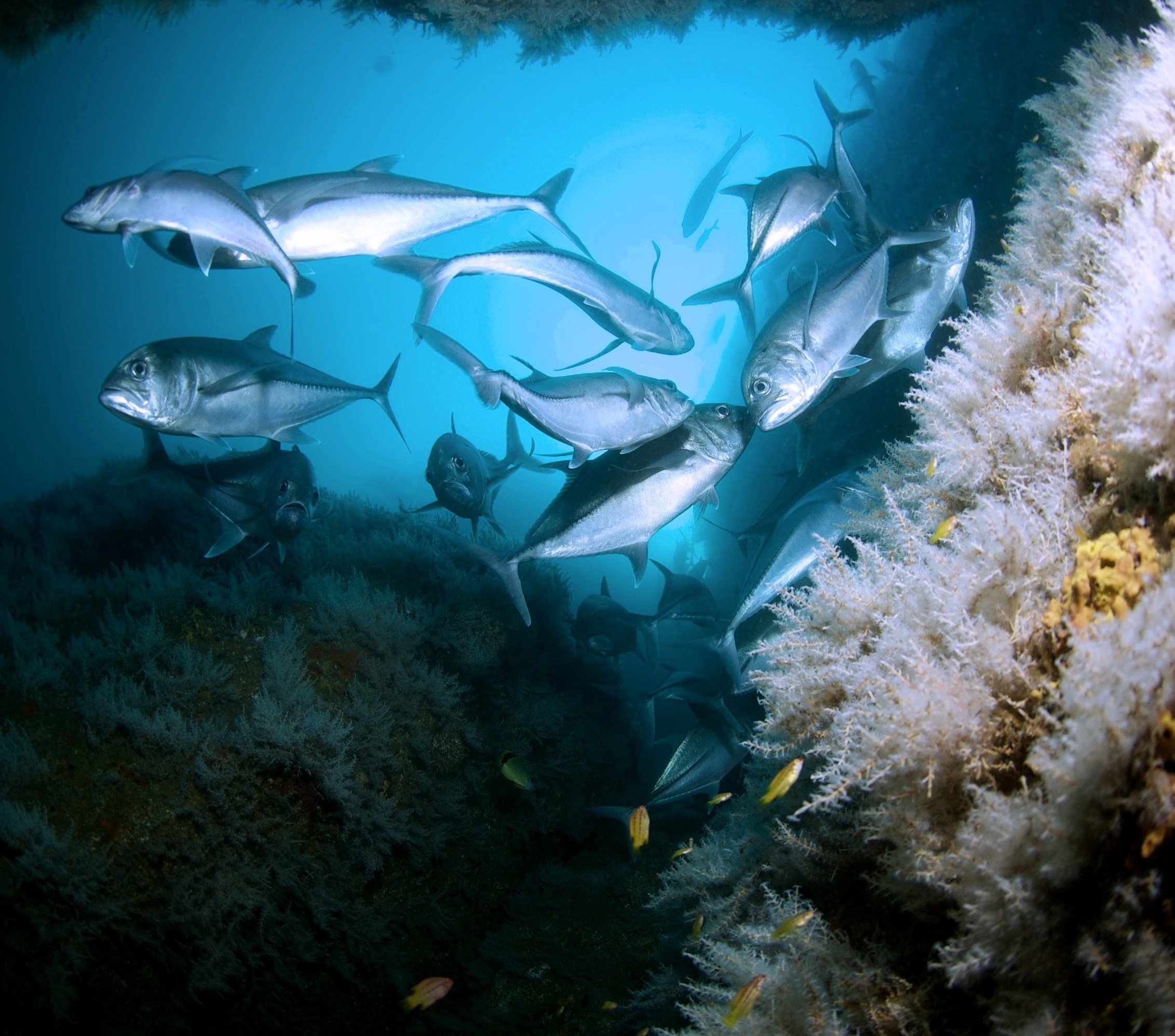 Nuestros 10 sitios favoritos de buceo en Acapulco