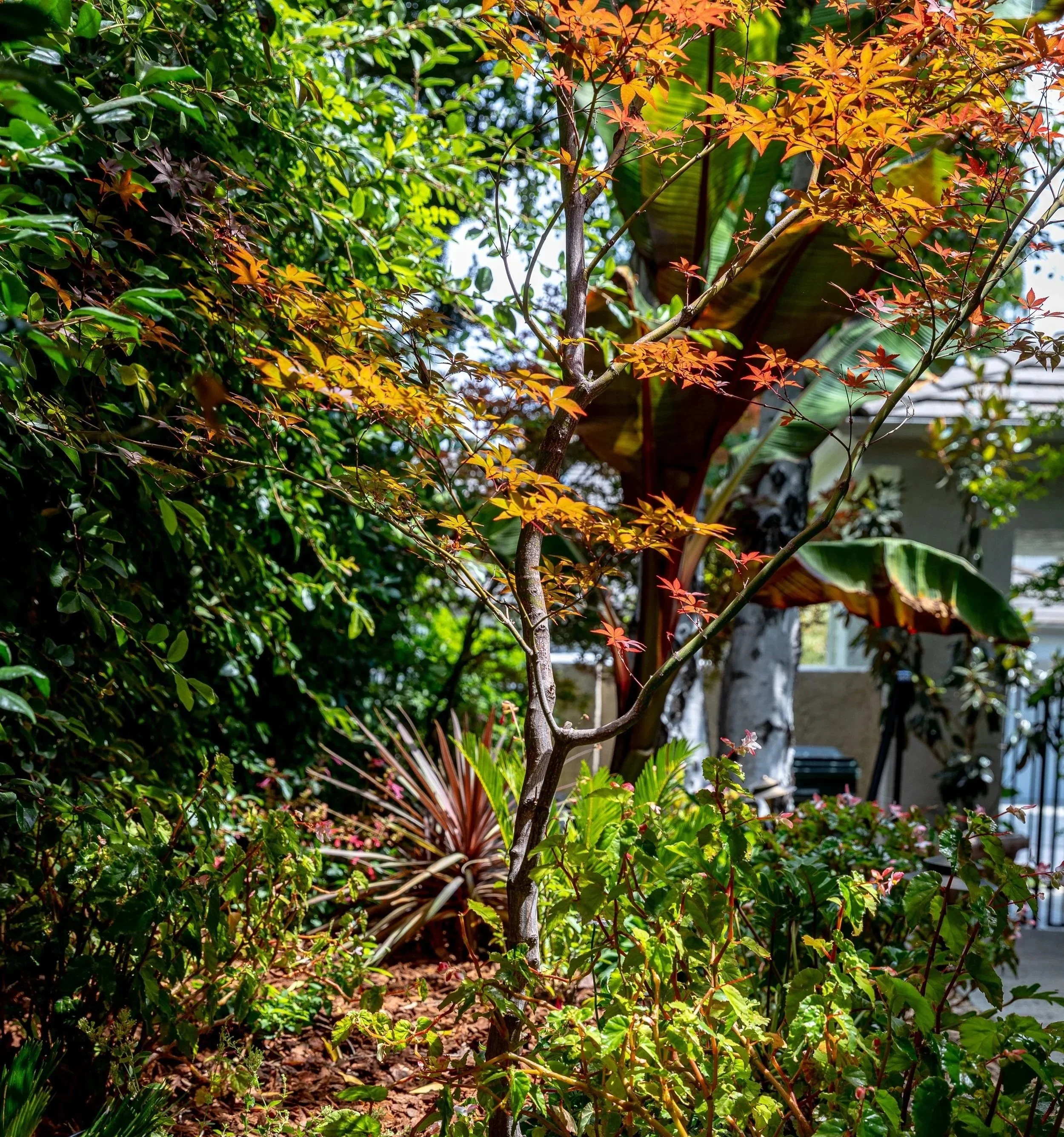 A lush garden with various green and orange-leaved plants, including a small tree with orange and yellow leaves, surrounded by bushy shrubs, in a sunny outdoor setting
