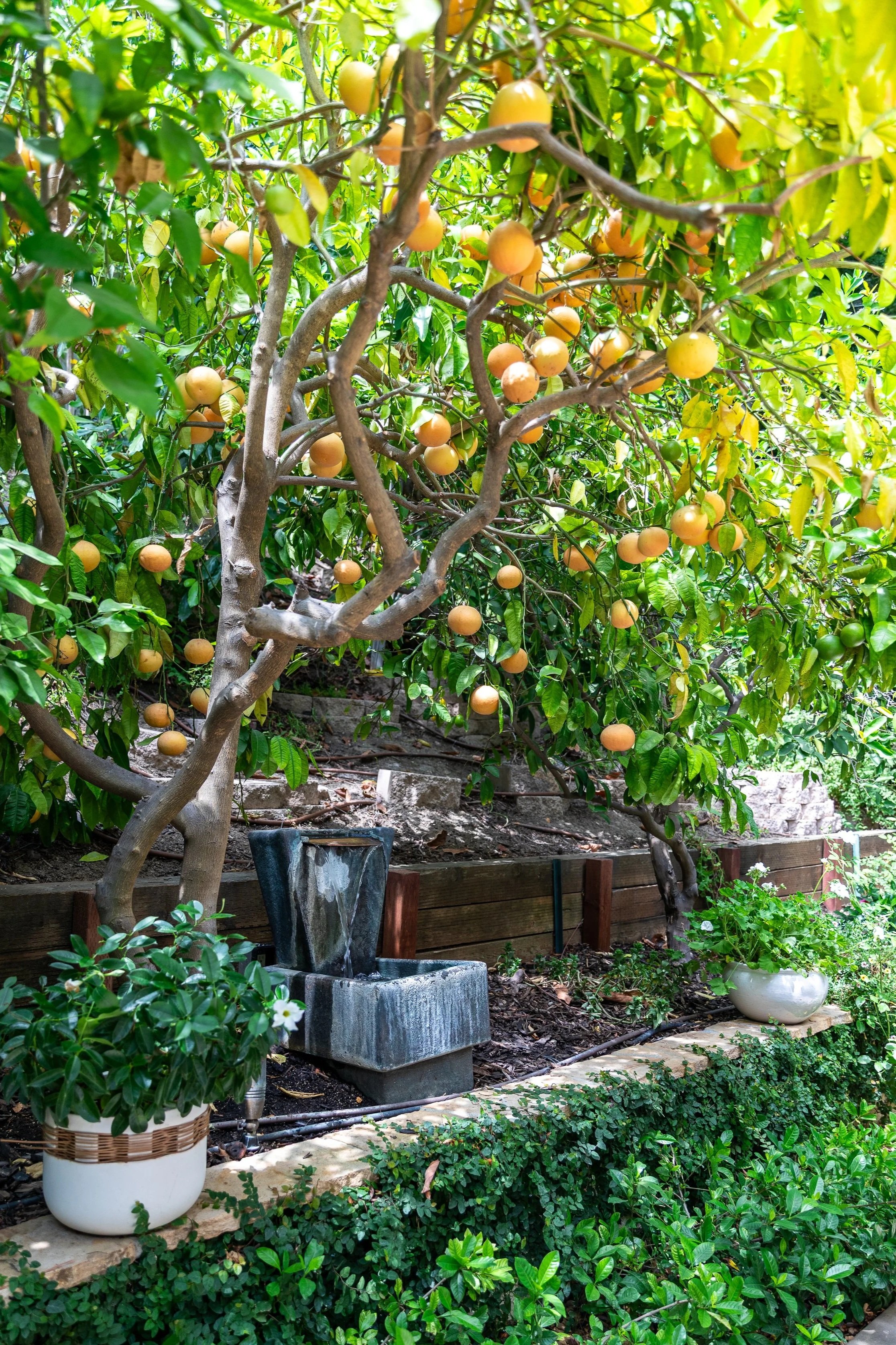 Drought-Tolerant Landscaping in California: What Homeowners Need to Know in 2026