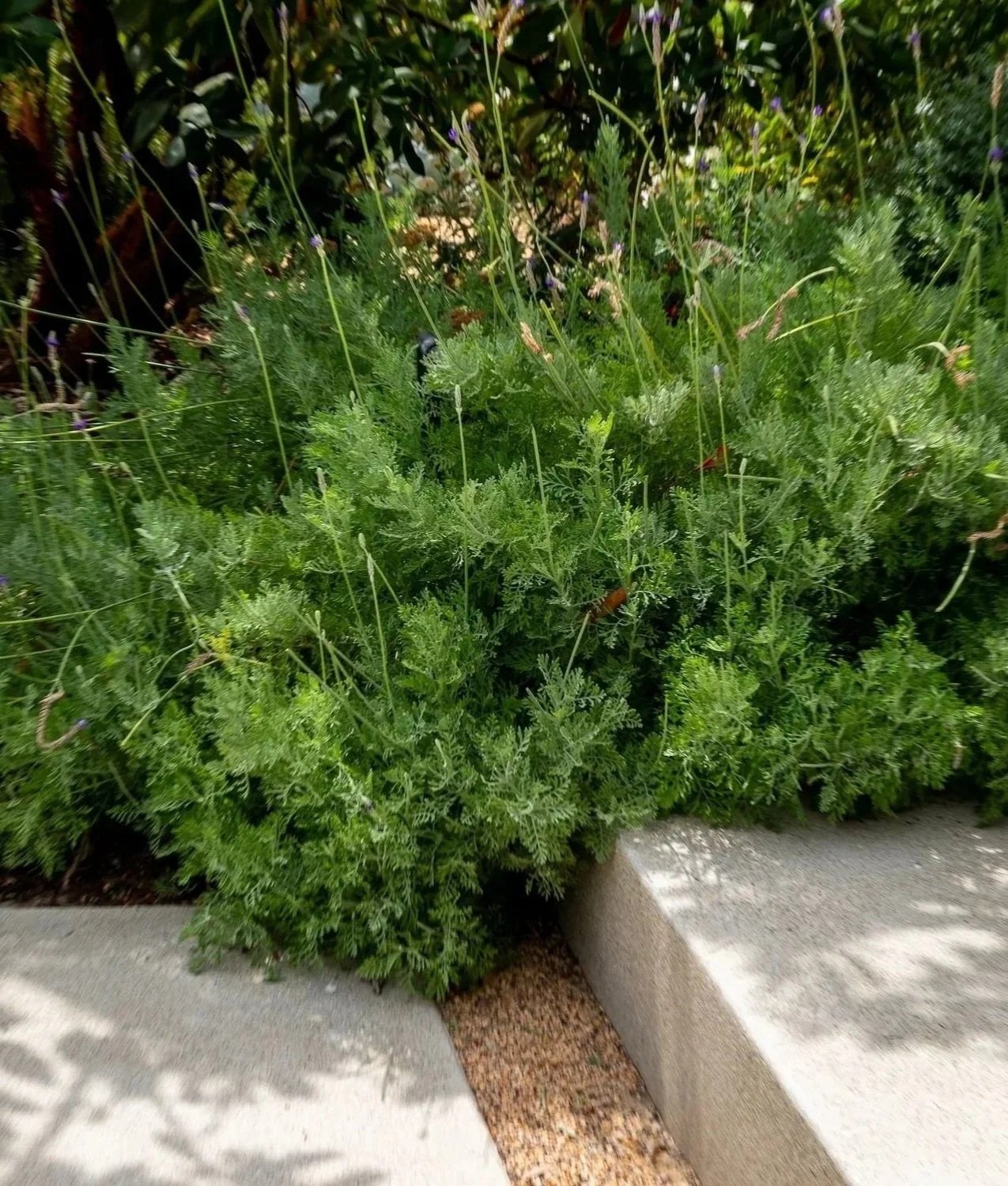 Close-up of green leafy plants near a concrete sidewalk curb, with some small purple flowers and tall thin stems with seed heads.