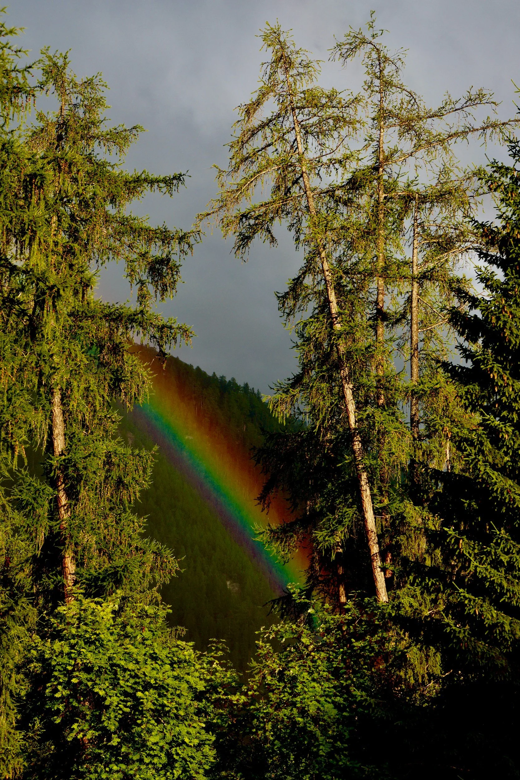 Rainbow over a lush green forest with tall pine trees and cloudy sky above.