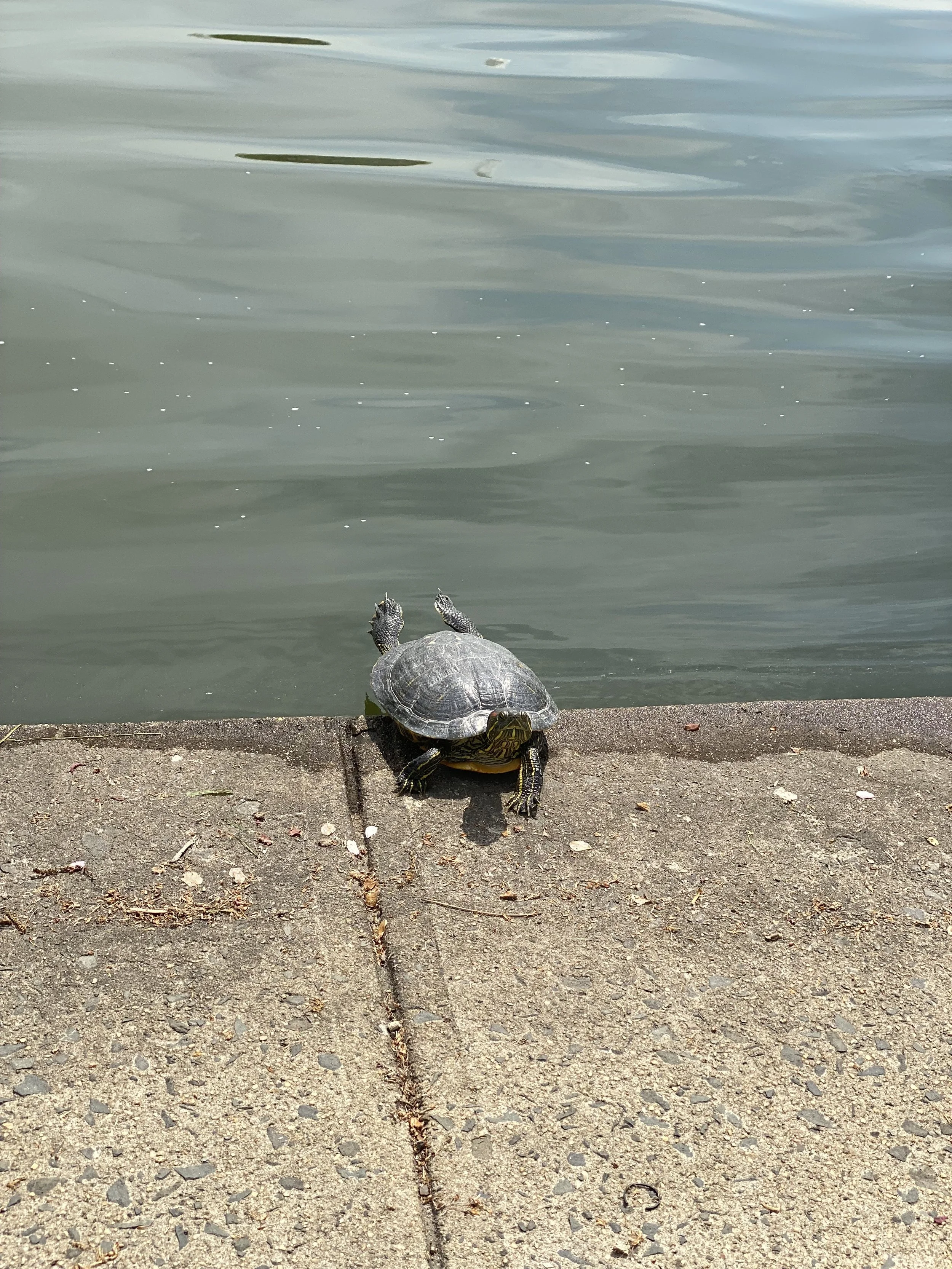 Turtle pausing at the edge of a concrete bank before entering calm water A quiet moment of movement and reflection in nature.