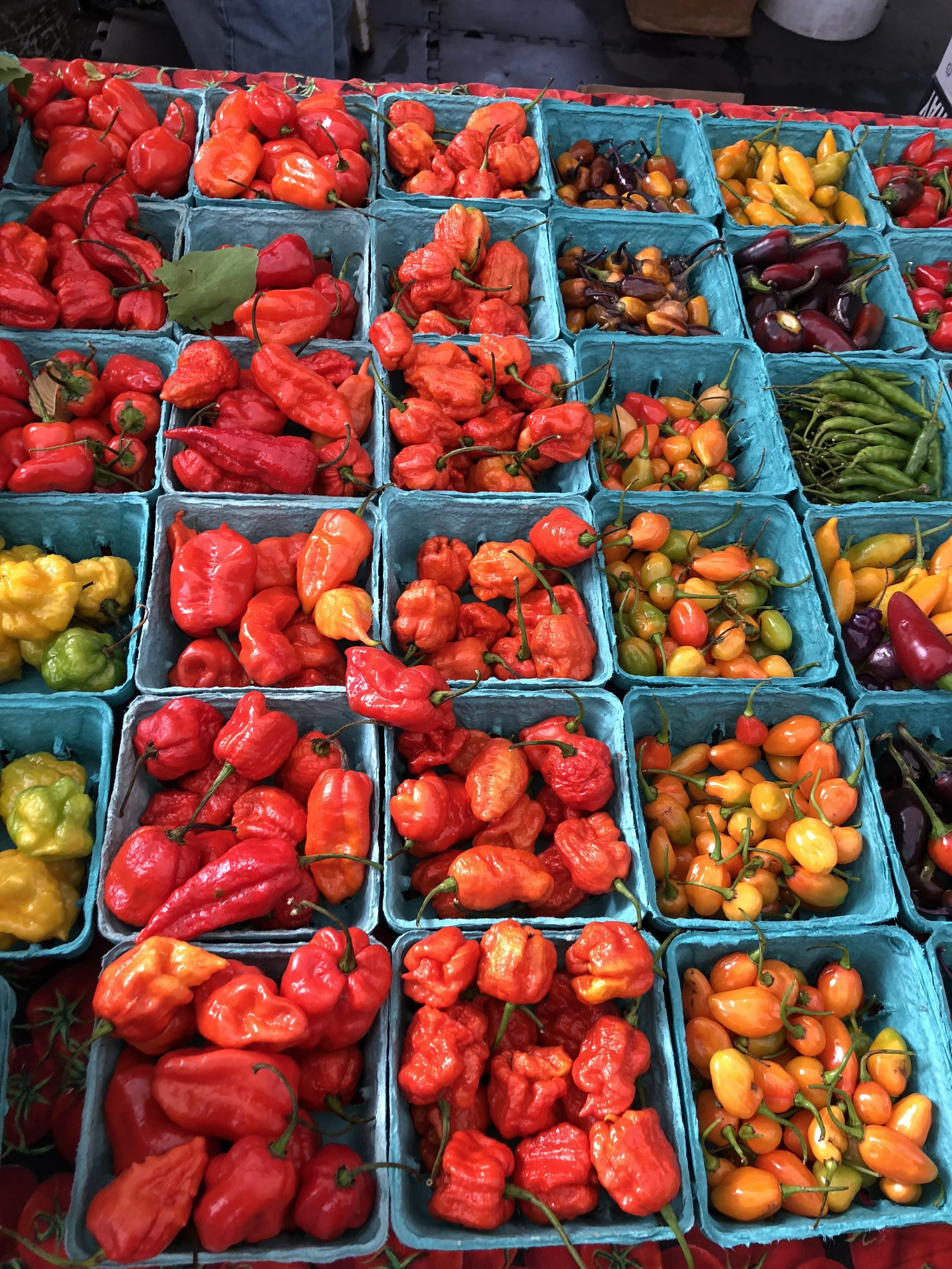 Colorful display of hot peppers arranged in teal cartons at a farmers market, photographed by Jazmine Foxx