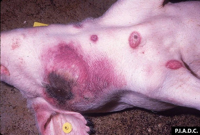 Vietnam Delivers 34.000 African Swine Fever Vaccine Doses To The Philipines