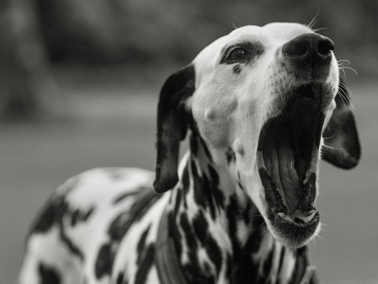 A Dalmatian dog barking or yawning with its mouth wide open, showing its teeth, in black and white photo.